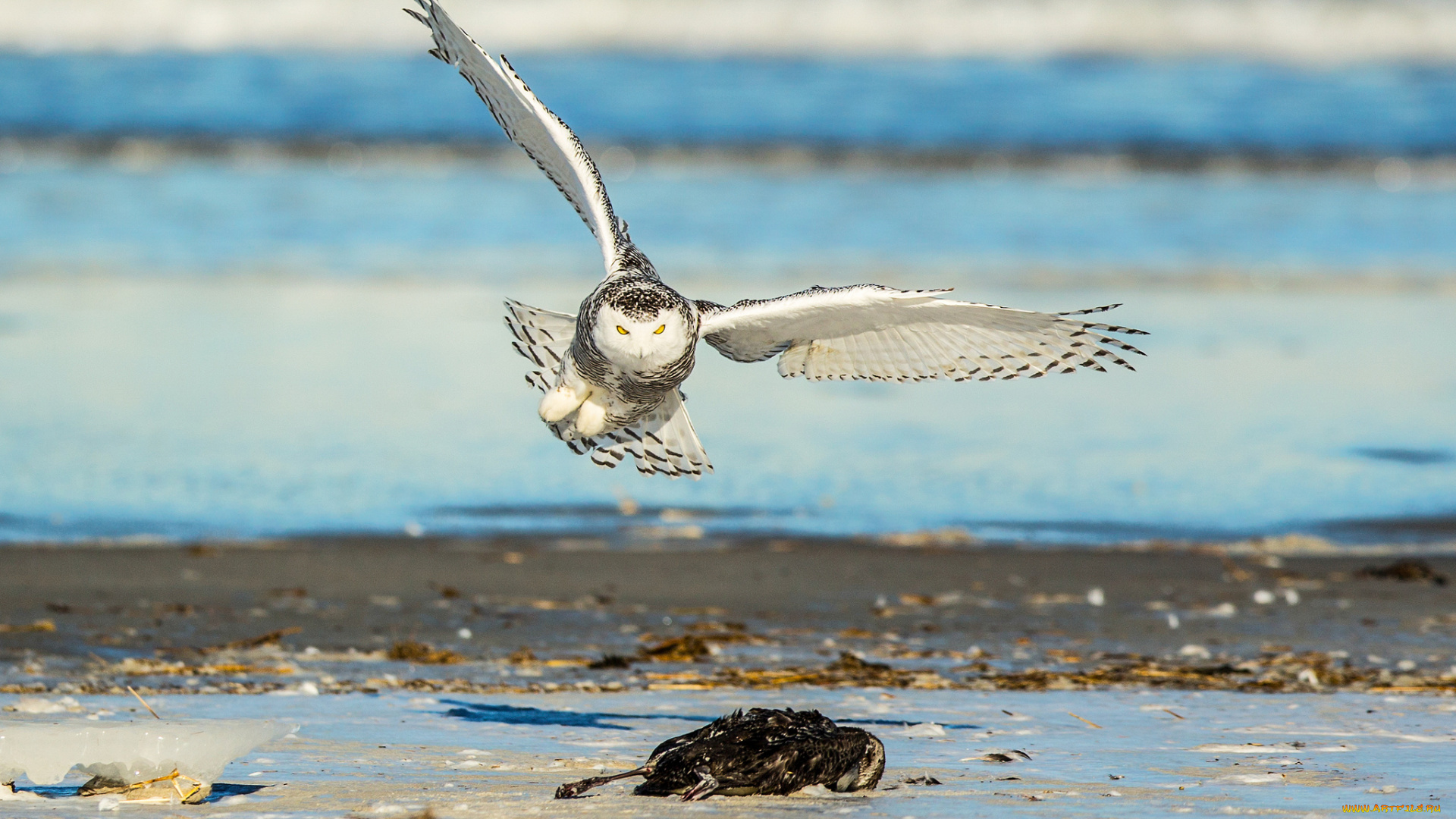 животные, совы, сова, природа, птица, взгляд, добыча