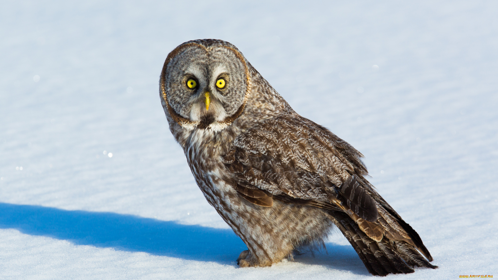 животные, совы, сова, природа, птица, взгляд