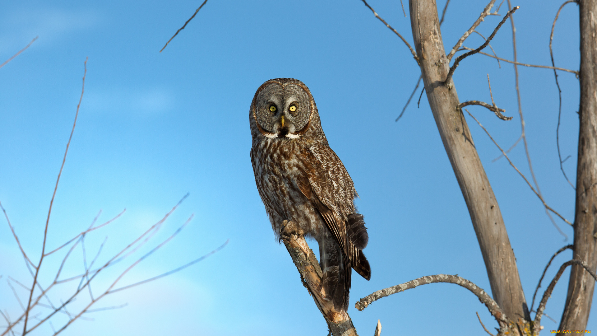 животные, совы, сова, птица, дерево, ветки