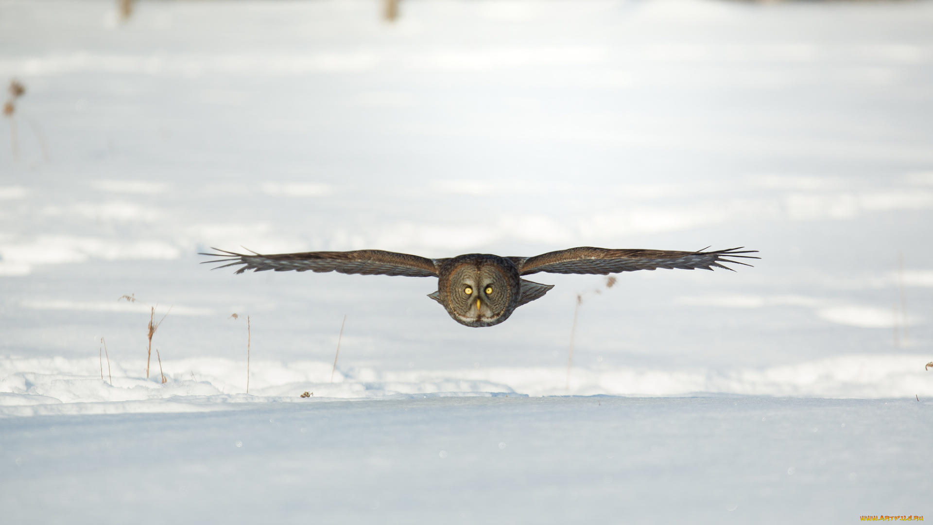 животные, совы, сова, птица, зима, снег