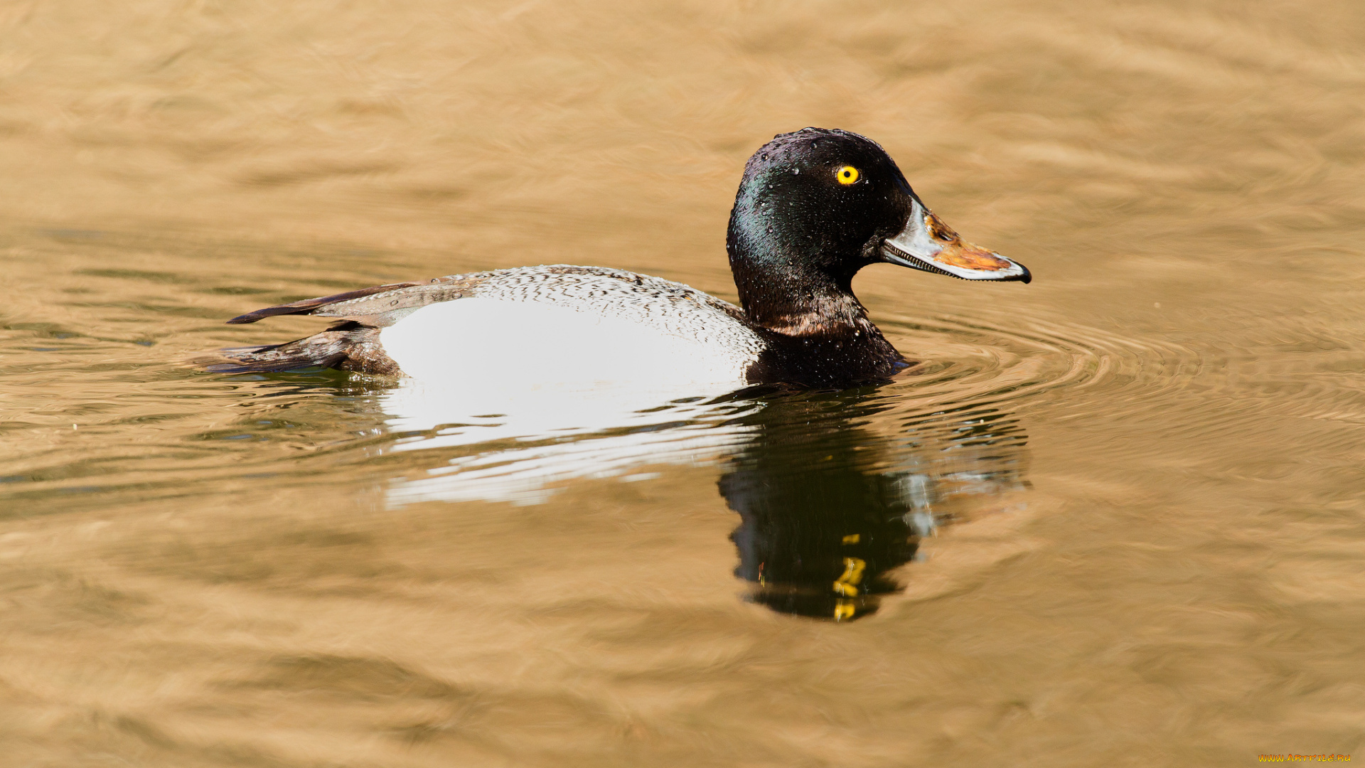 животные, утки, птица, утка, вода, плавает
