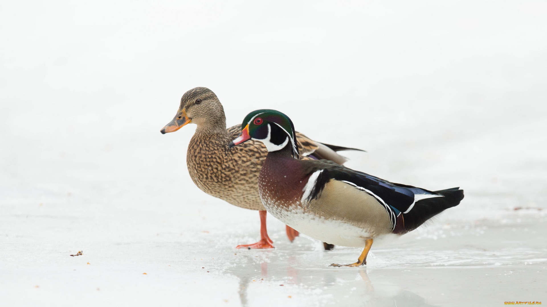 животные, утки, вода, берег, фон