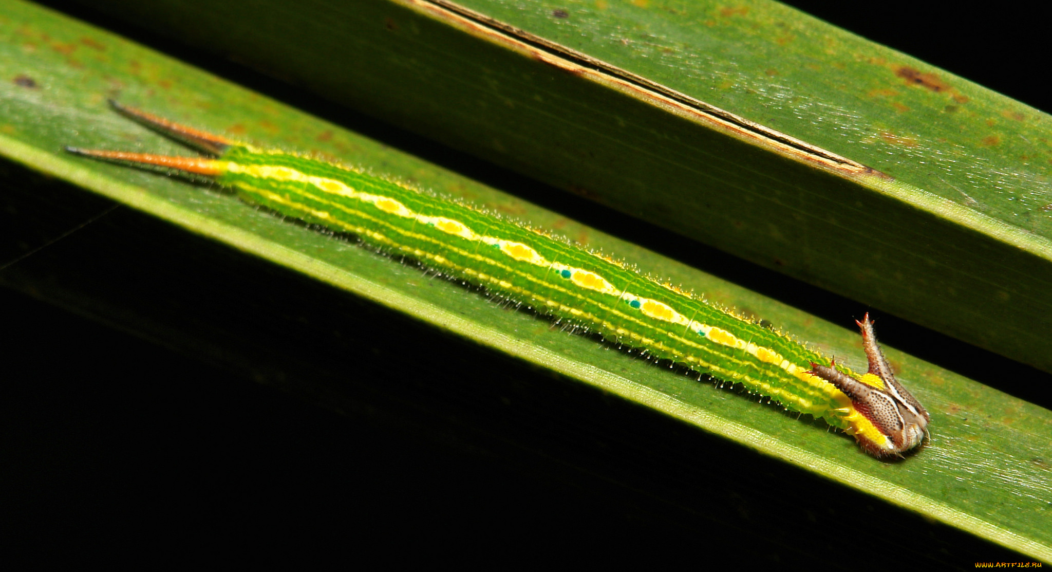 животные, гусеницы, itchydogimages, макро, лист, гусеница