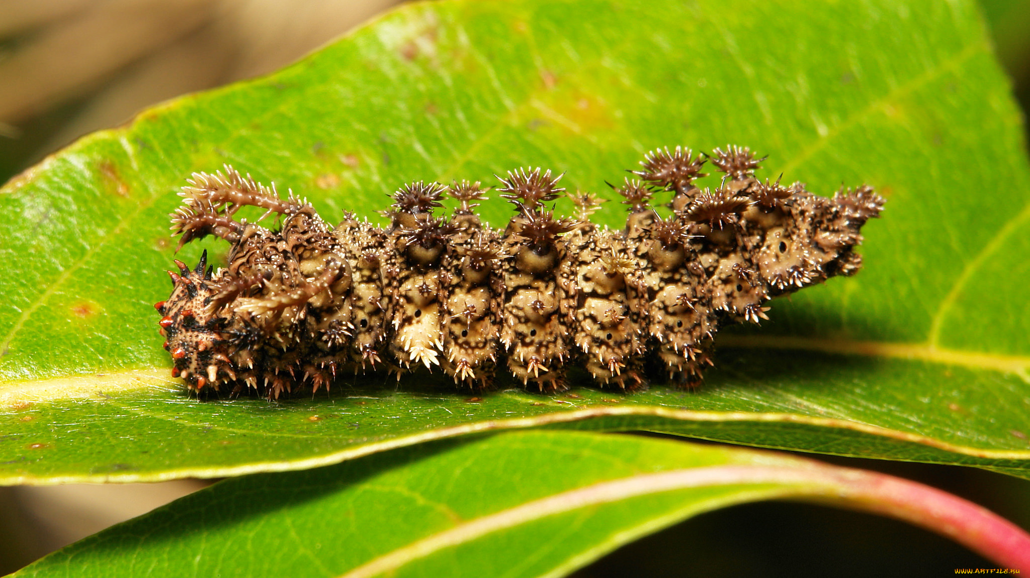 животные, гусеницы, itchydogimages, макро, веточка, листья, гусеница