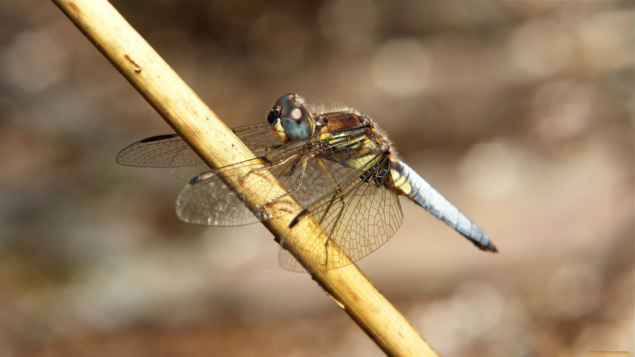 животные, стрекозы, itchydogimages, макро, насекомое, стрекоза