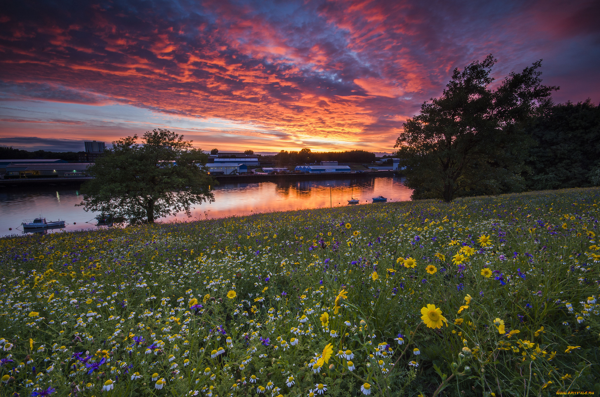 города, -, пейзажи, цветы, луг, закат, река