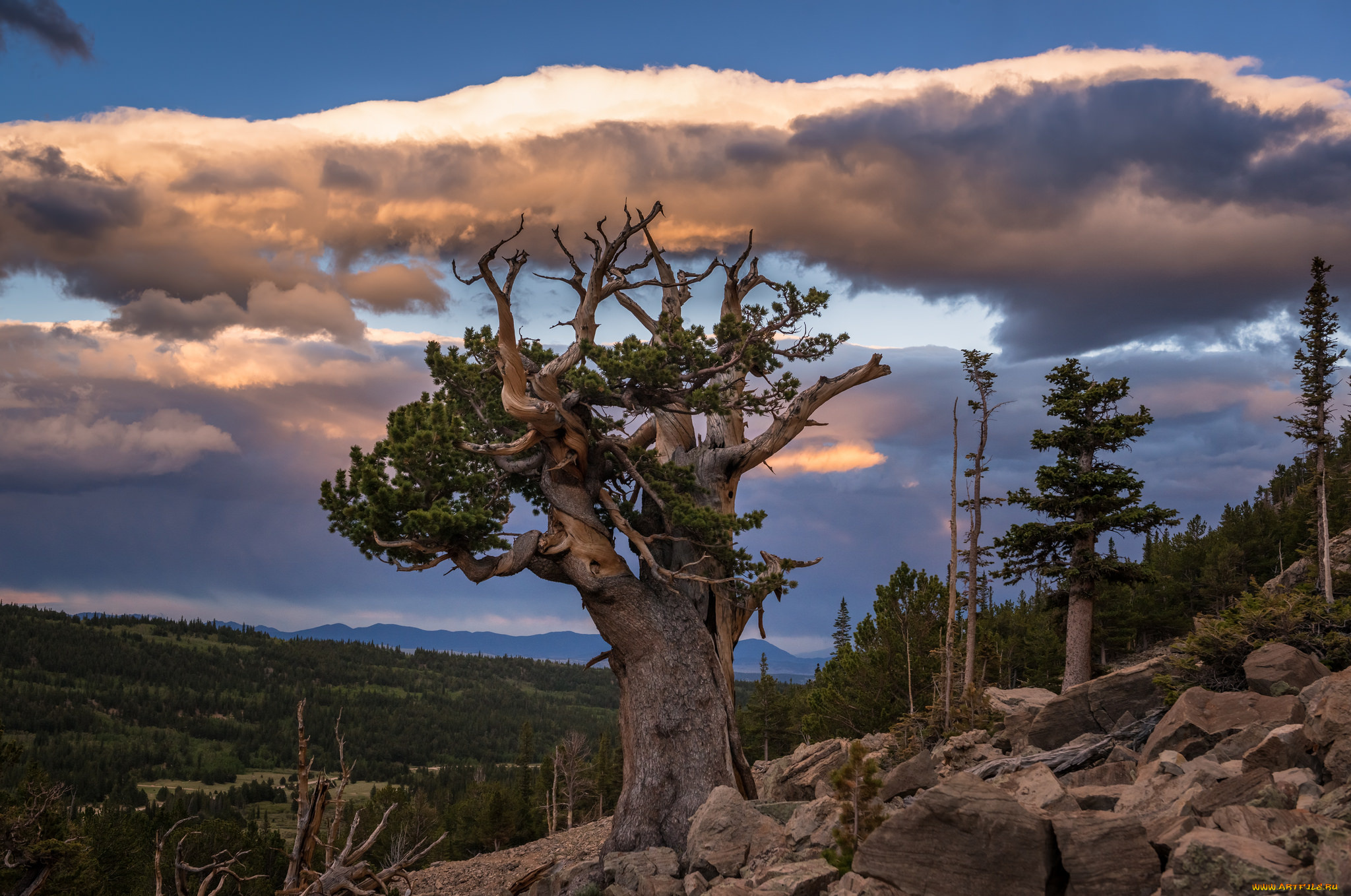 природа, деревья, горы, склон, сосна
