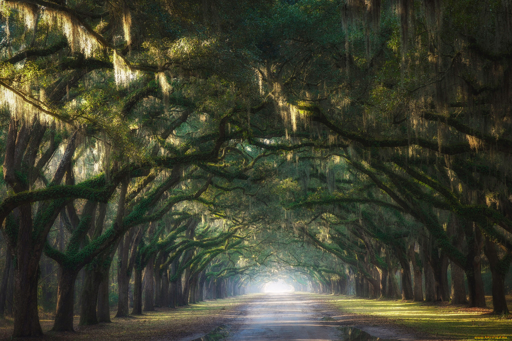 природа, дороги, утро, испанский, мох, деревья, штат, джорджия, сша, свет