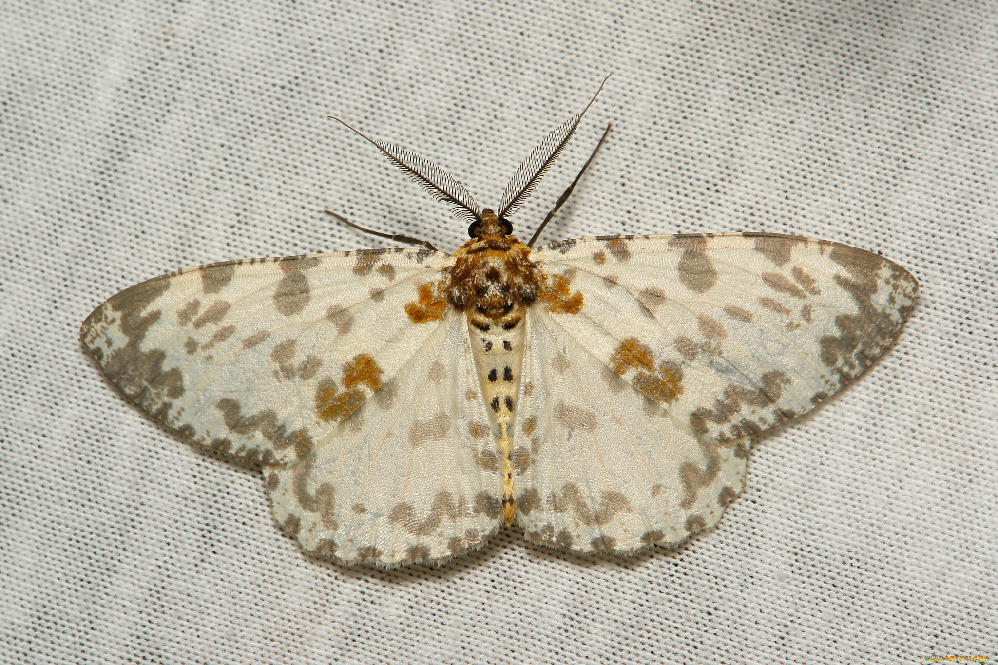 животные, бабочки, , мотыльки, , моли, itchydogimages, вязанное, полотно, макро, моль, крылья, усики, узор