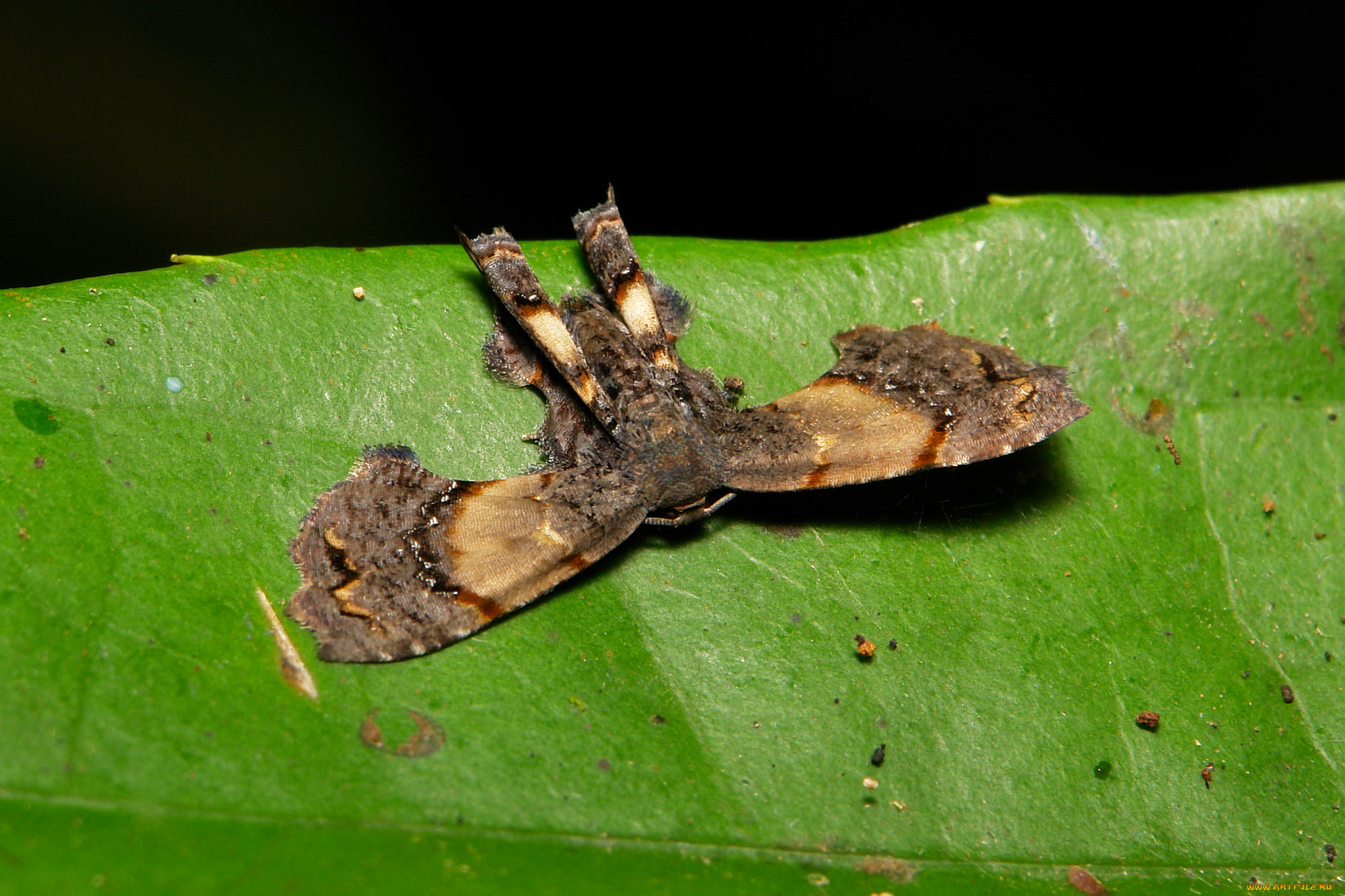 животные, бабочки, , мотыльки, , моли, itchydogimages, моль, бабочка, макро