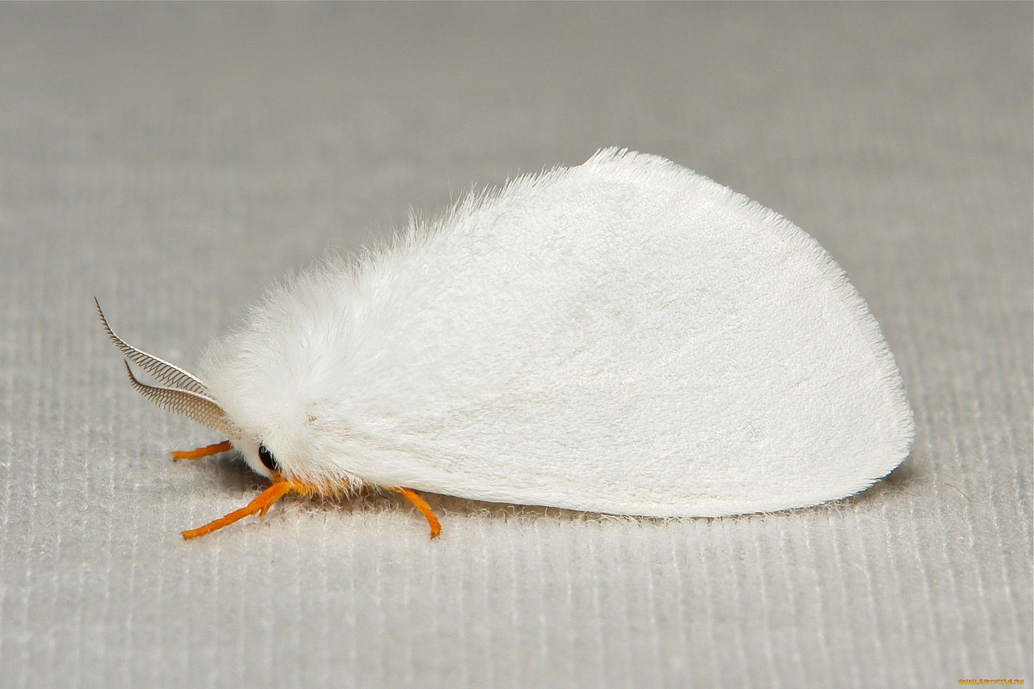 животные, бабочки, , мотыльки, , моли, крылья, моль, макро, itchydogimages