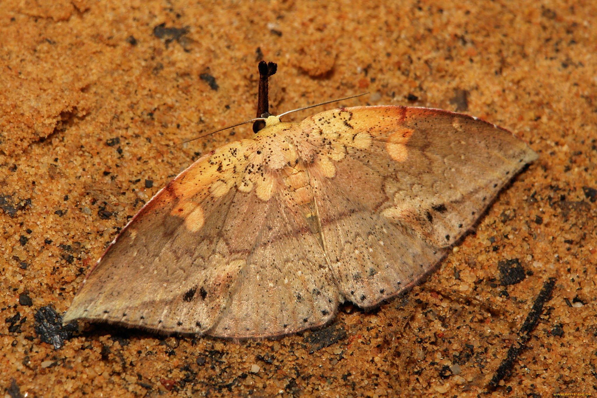 животные, бабочки, , мотыльки, , моли, макро, itchydogimages, крылья, бабочка