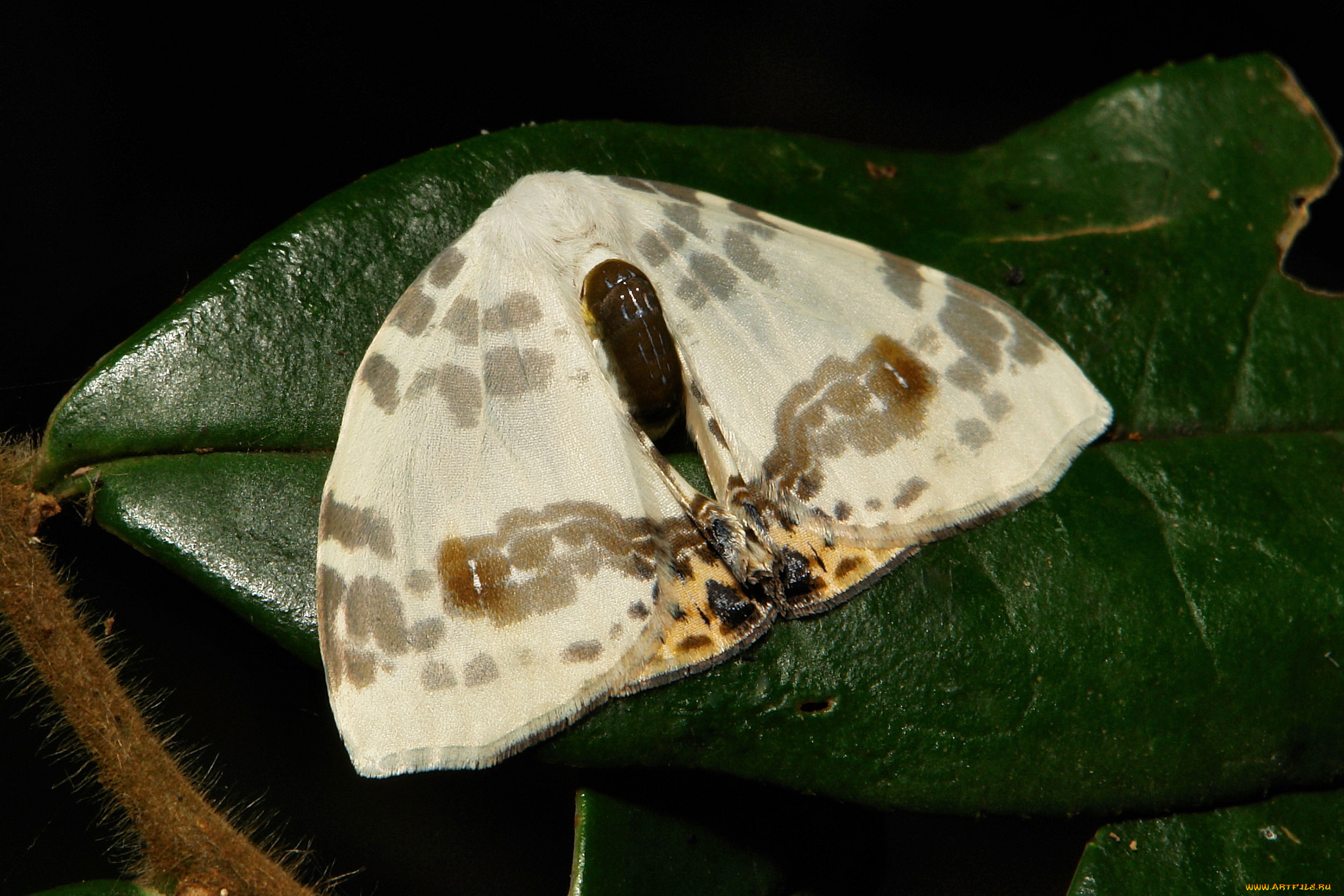 животные, бабочки, , мотыльки, , моли, моль, макро, бабочка, itchydogimages