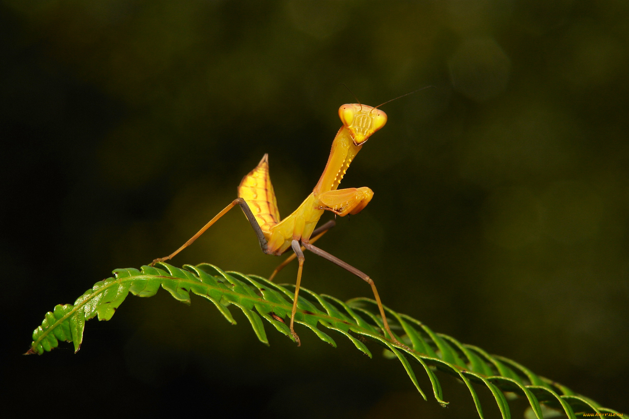 животные, богомолы, макро, травинка, богомол, насекомое, фон