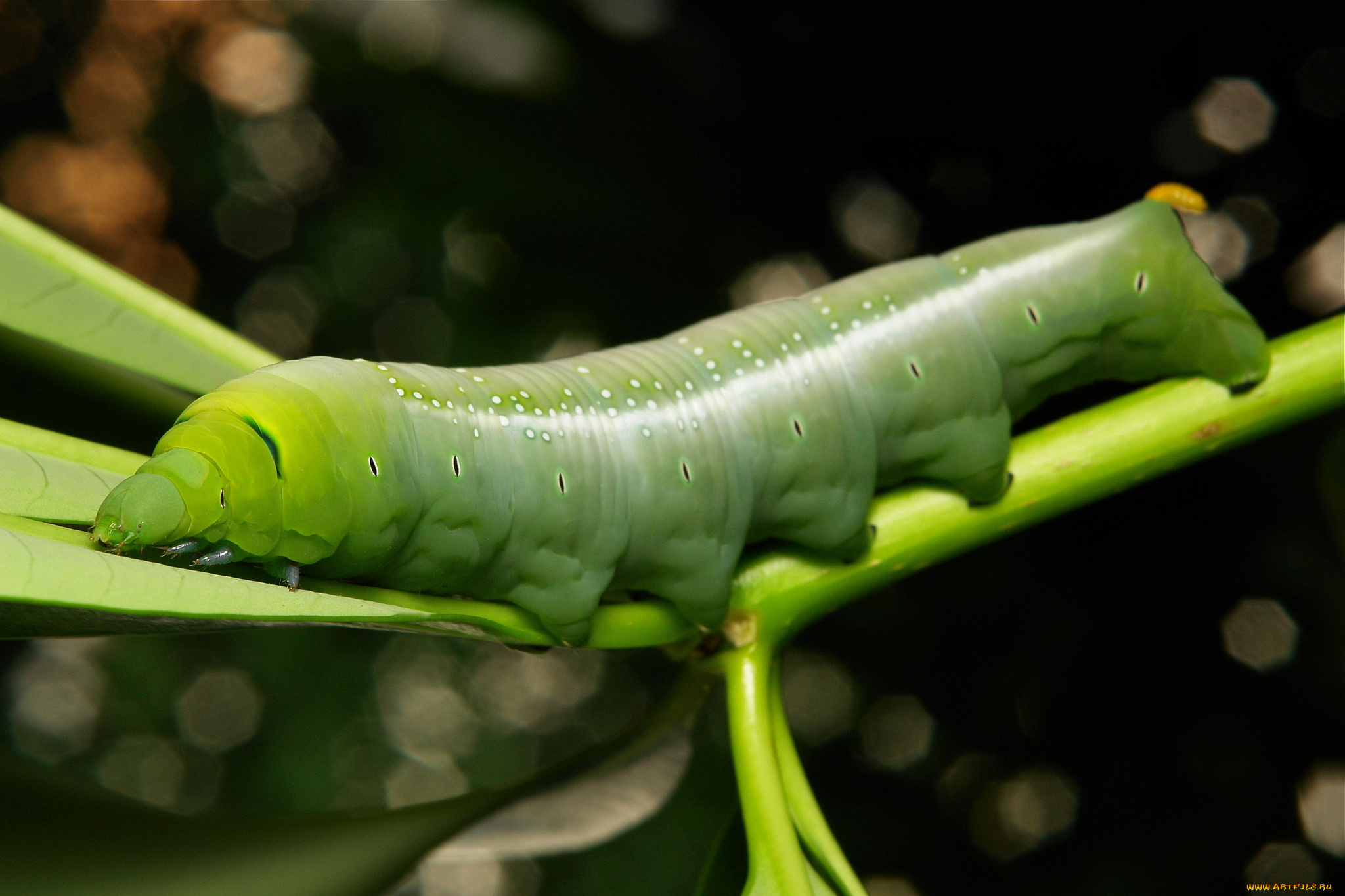 животные, гусеницы, лист, гусеница, itchydogimages, макро