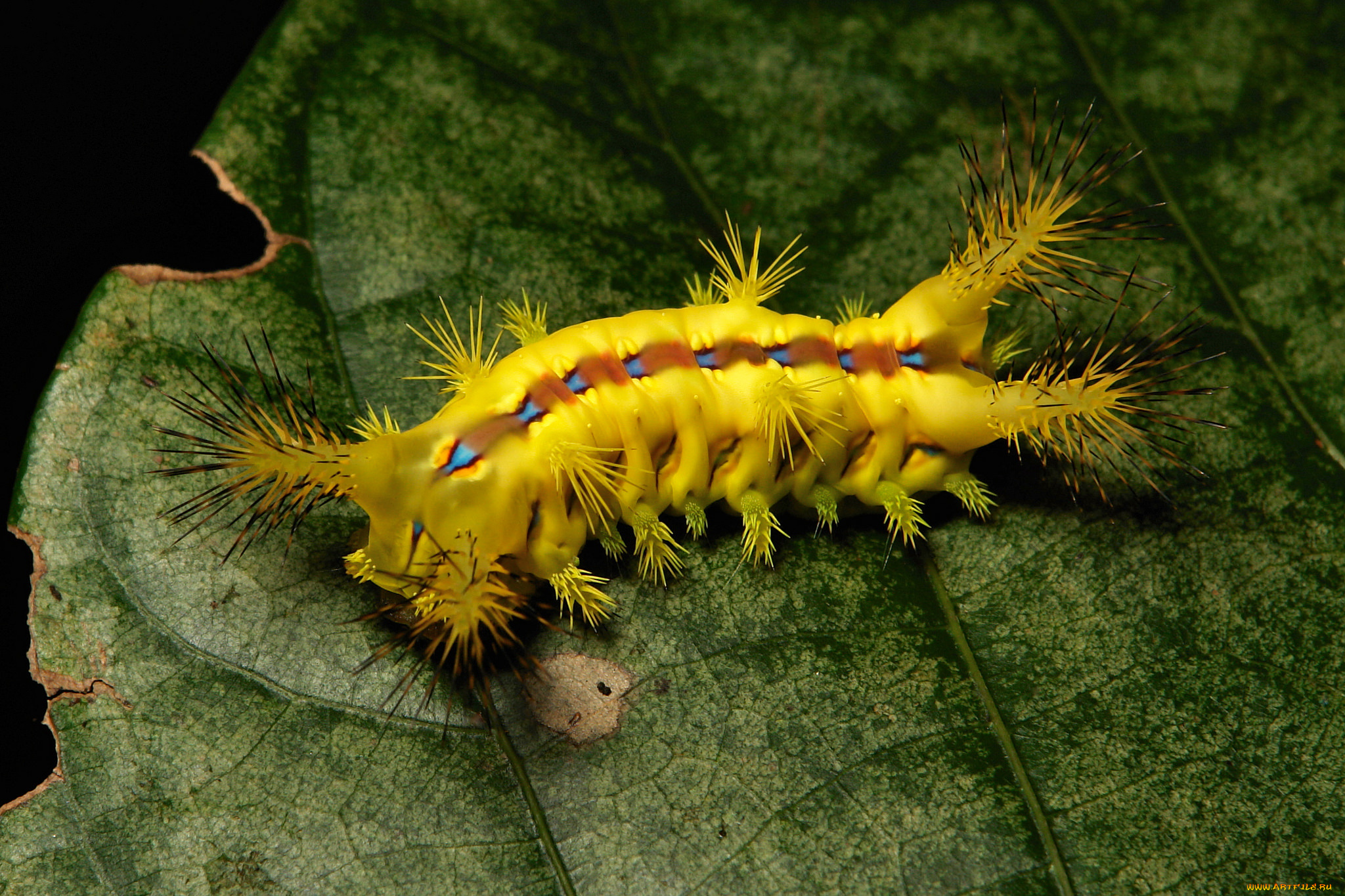 животные, гусеницы, лист, гусеница, макро, itchydogimages
