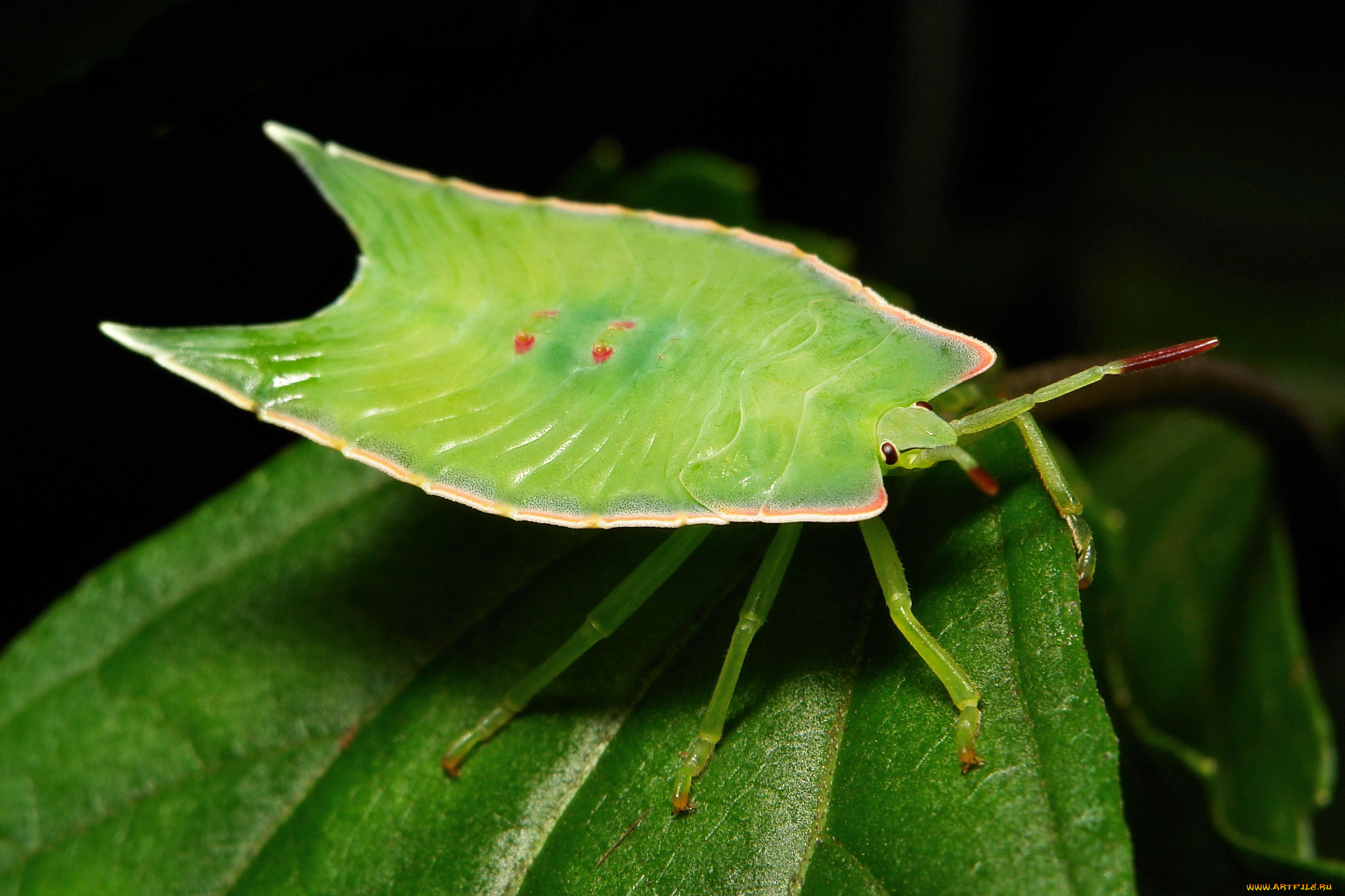 животные, насекомые, насекомое, макро, itchydogimages