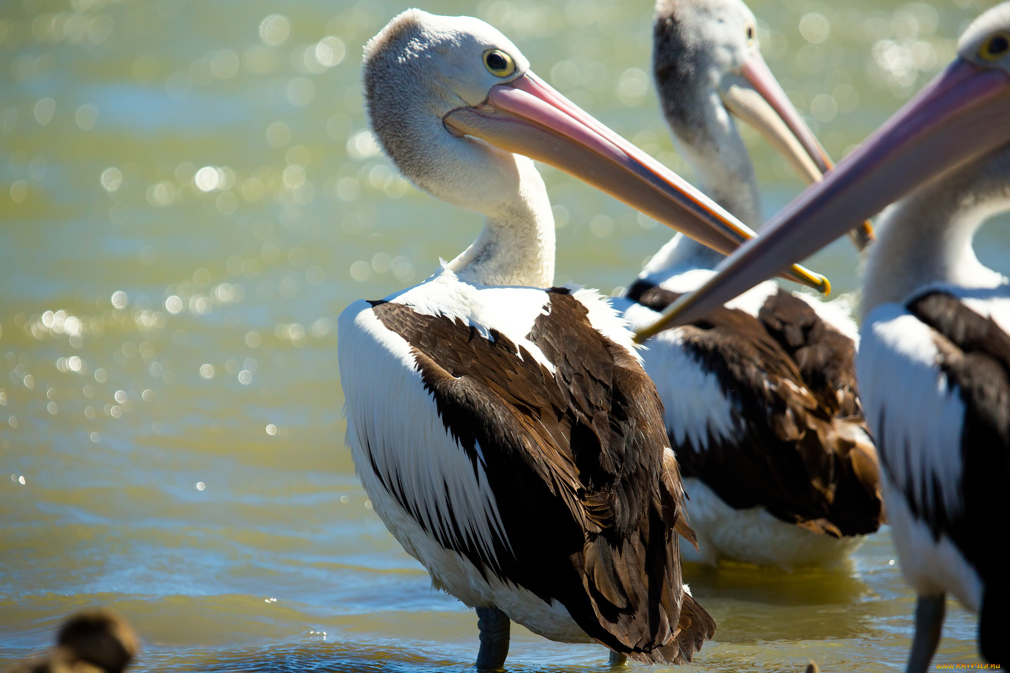 животные, пеликаны, птицы, вода
