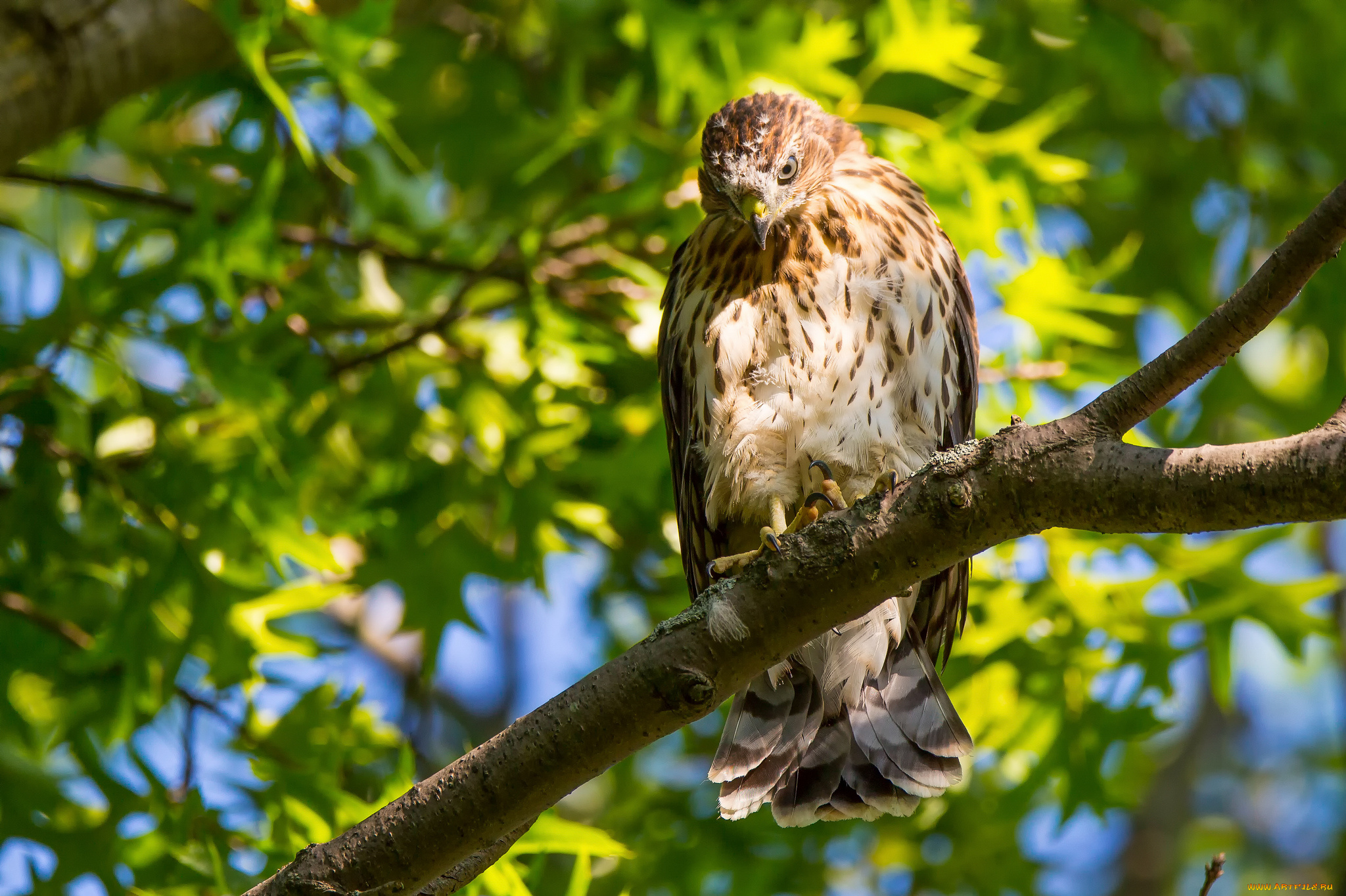 животные, птицы, -, хищники, птица, сокол, крылья, ветки, листья, зелень