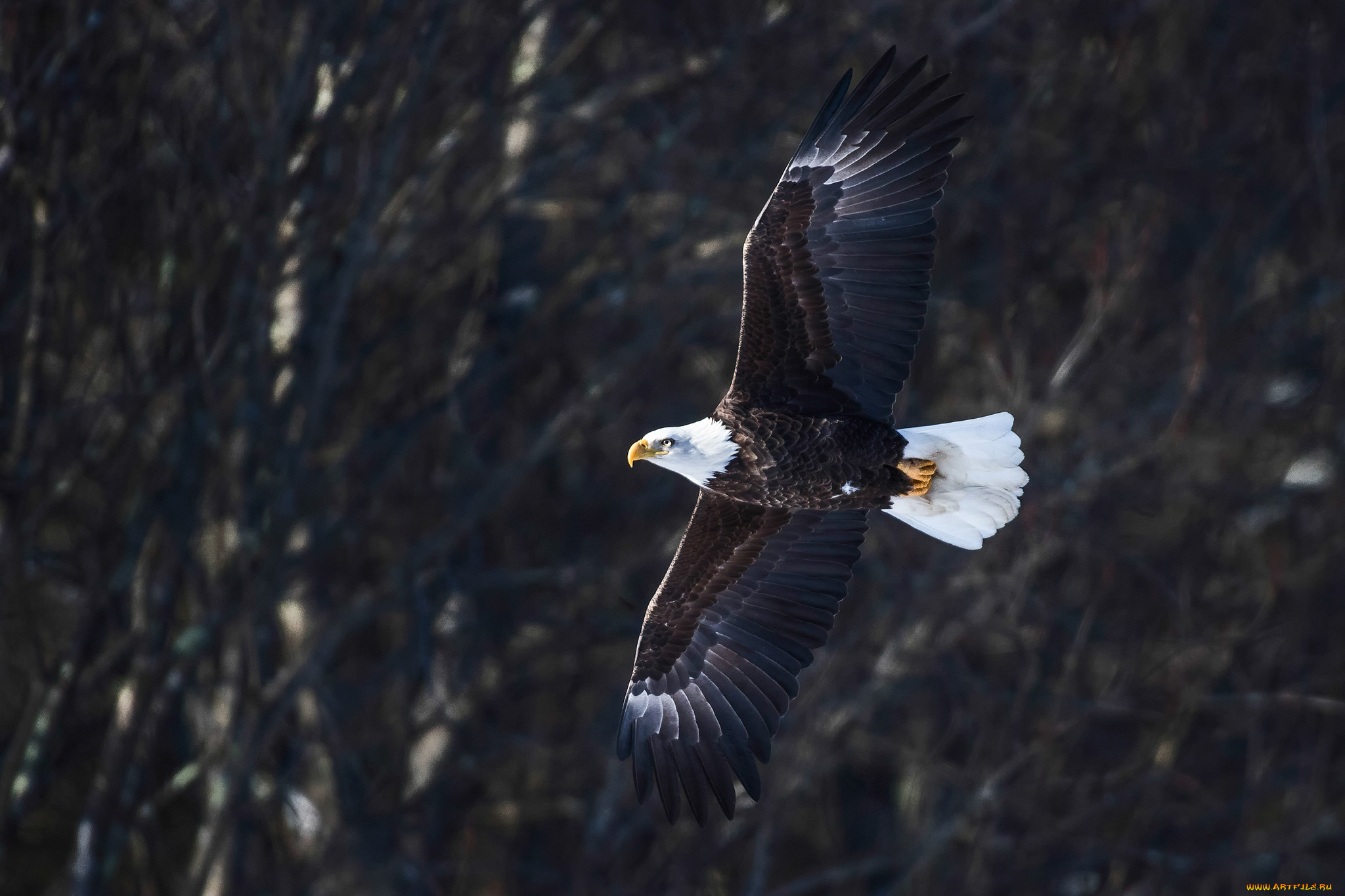 животные, птицы, -, хищники, птица, ветки, орёл, полёт