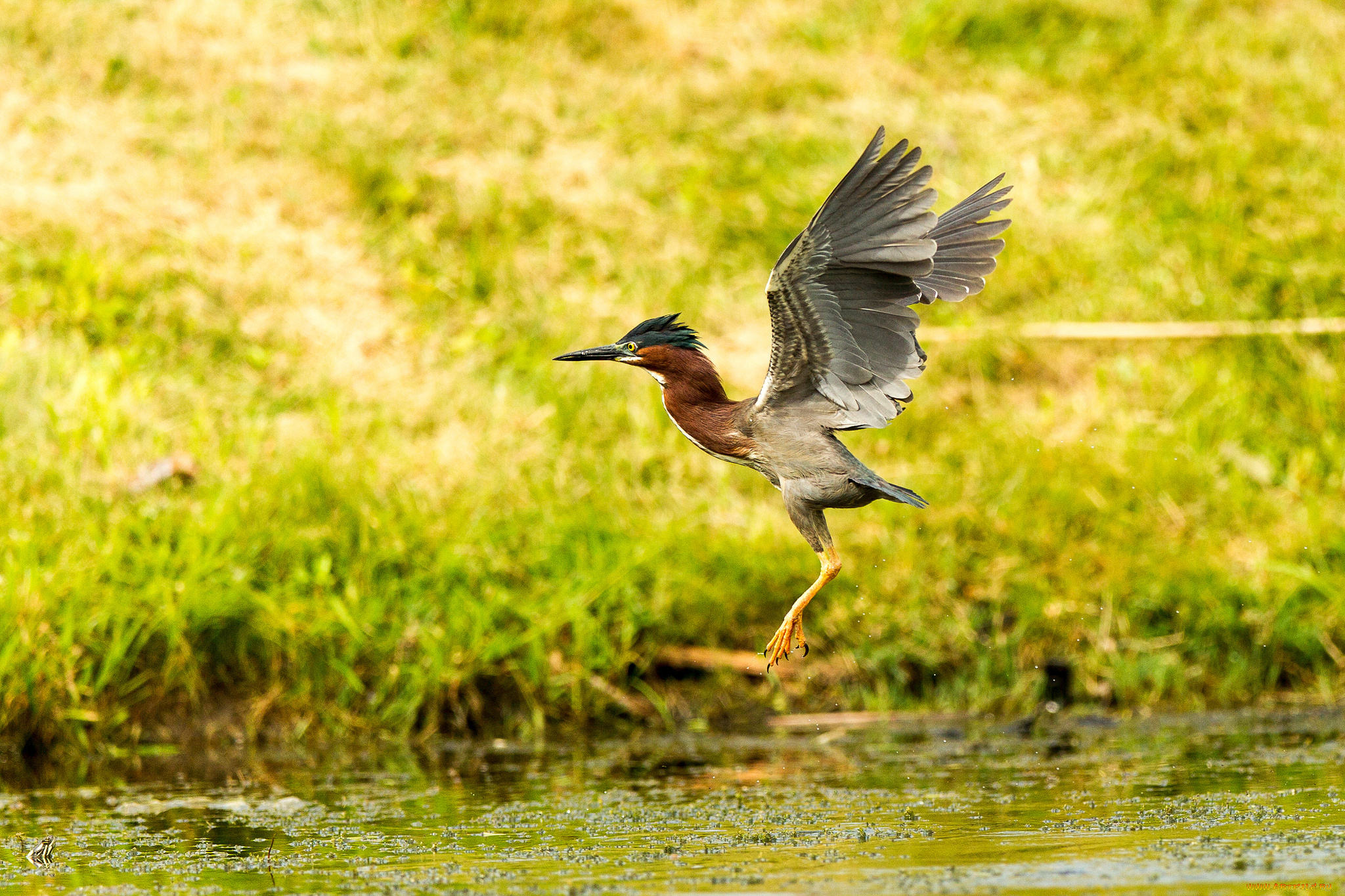 животные, птицы, птица, хохолок, крылья, зелень, трава