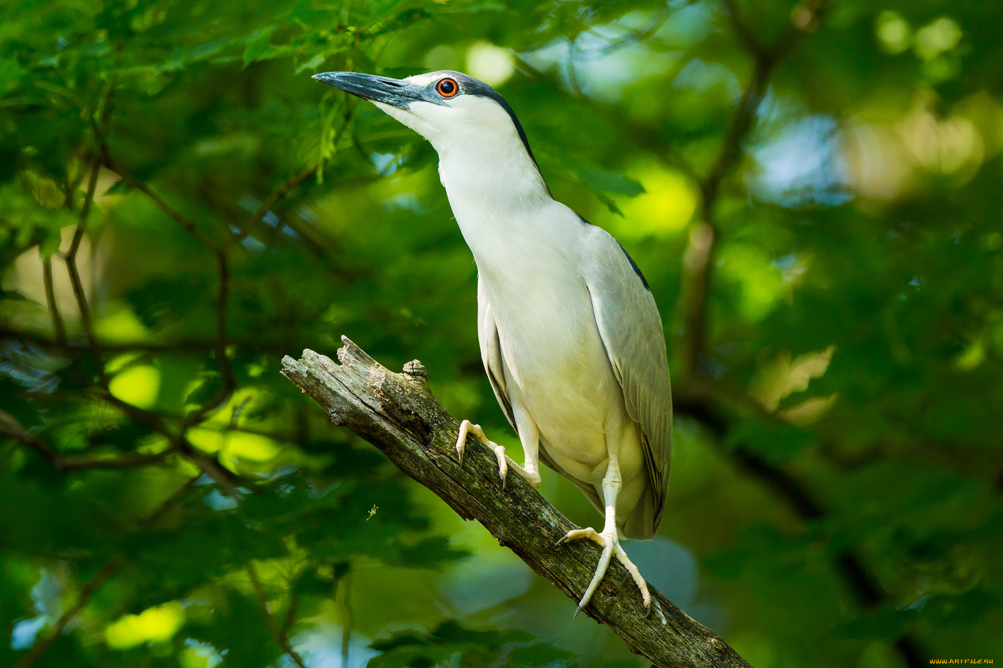 животные, птицы, птица, ветки, листья