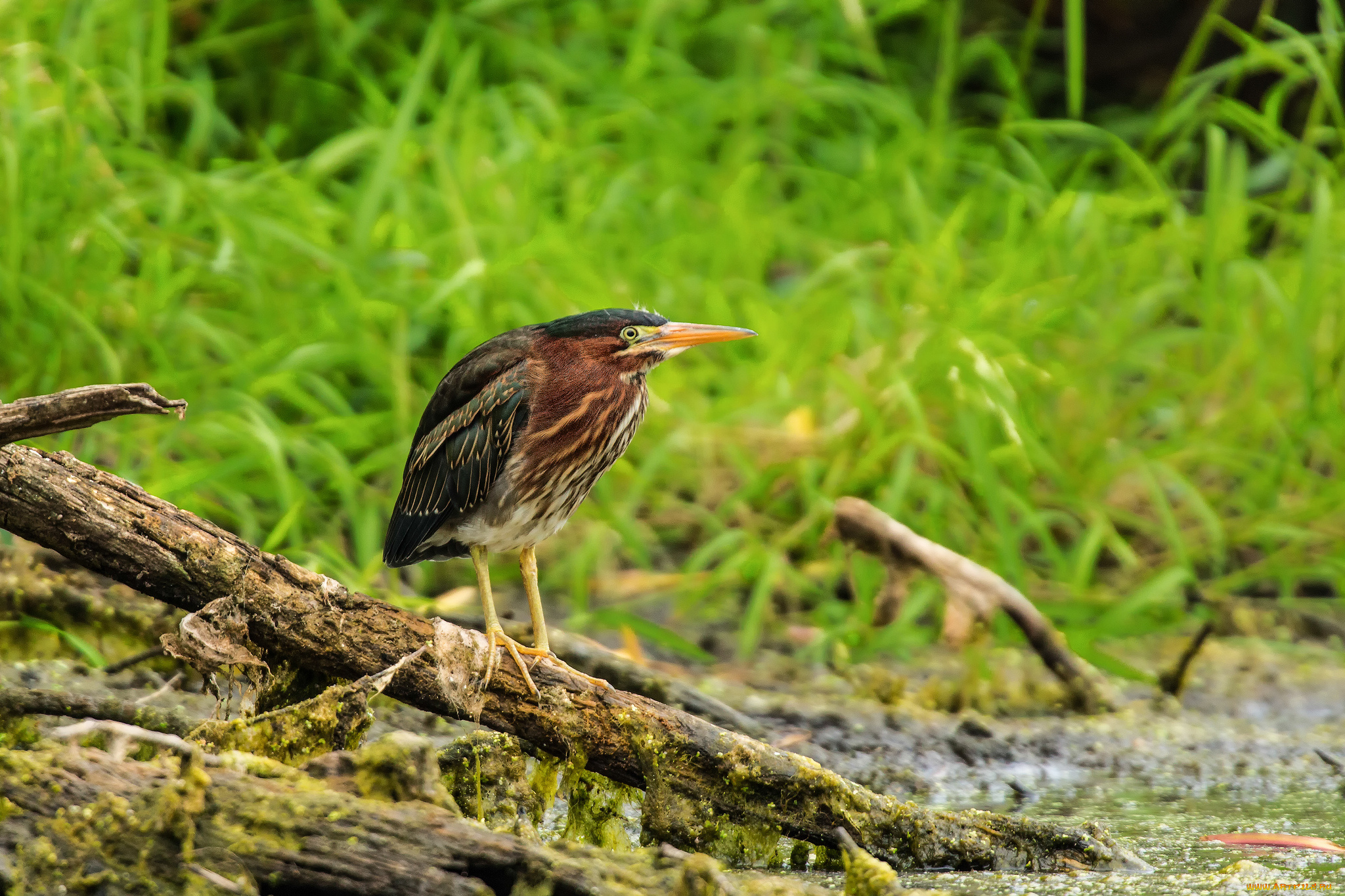 животные, птицы, птица, зелень, трава