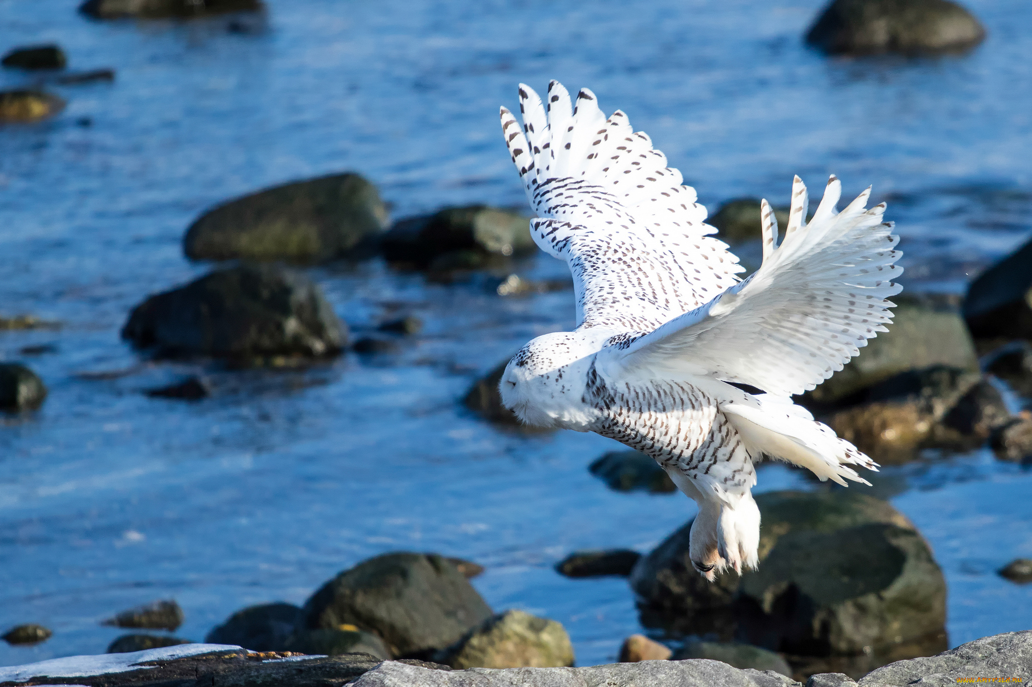 животные, совы, белая, сова, крылья, птица