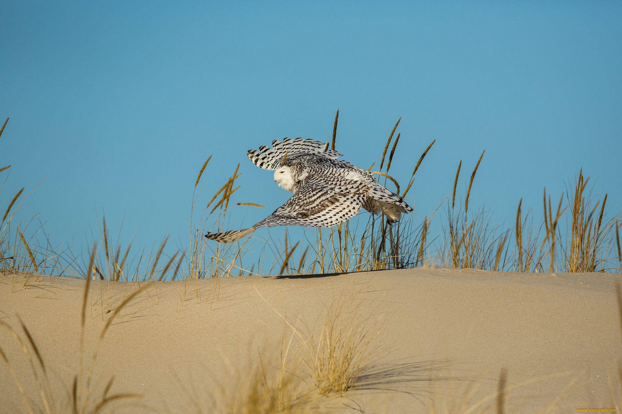 животные, совы, песок, трава, сова, птица, летит