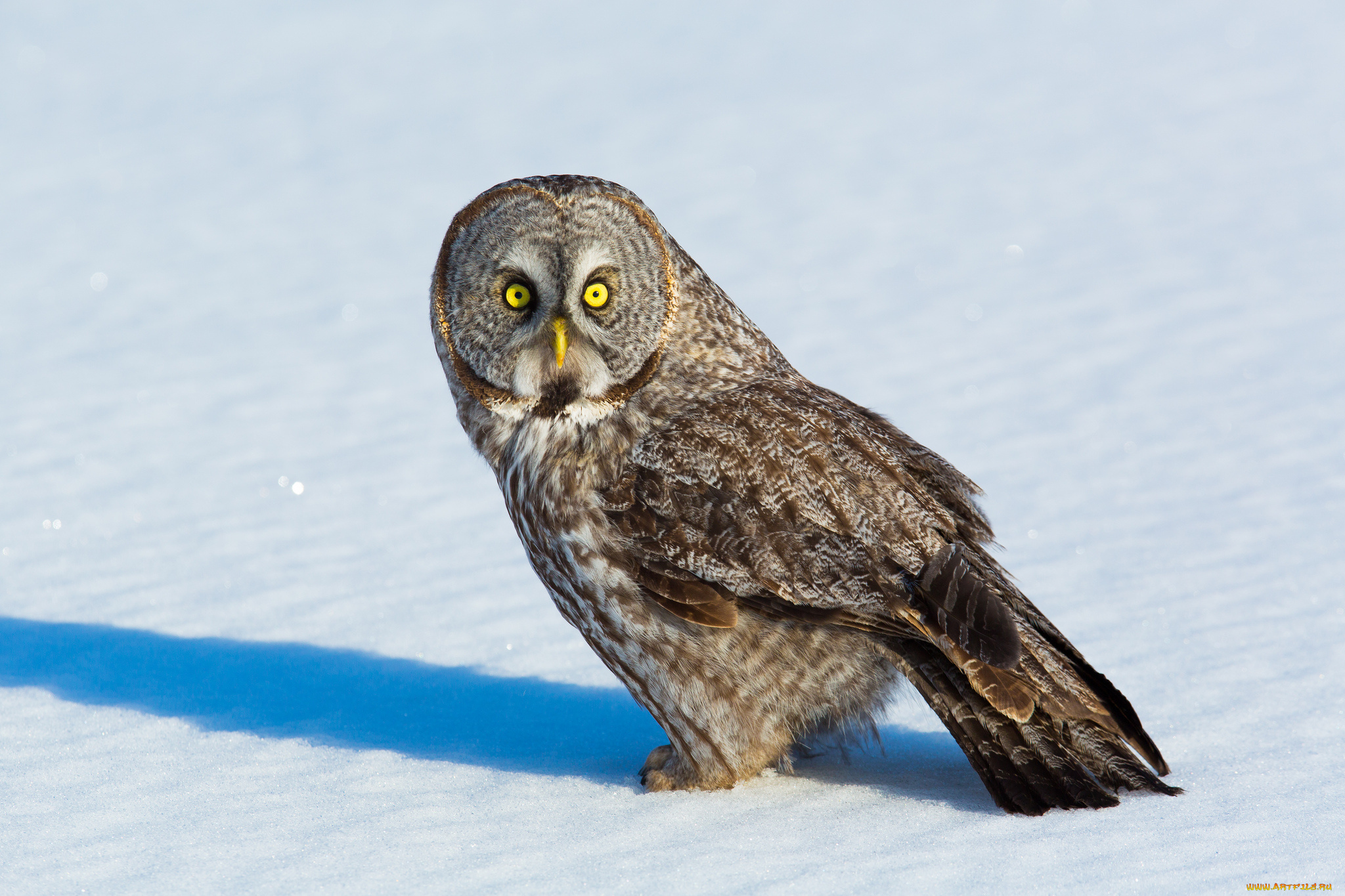 животные, совы, сова, природа, птица, взгляд