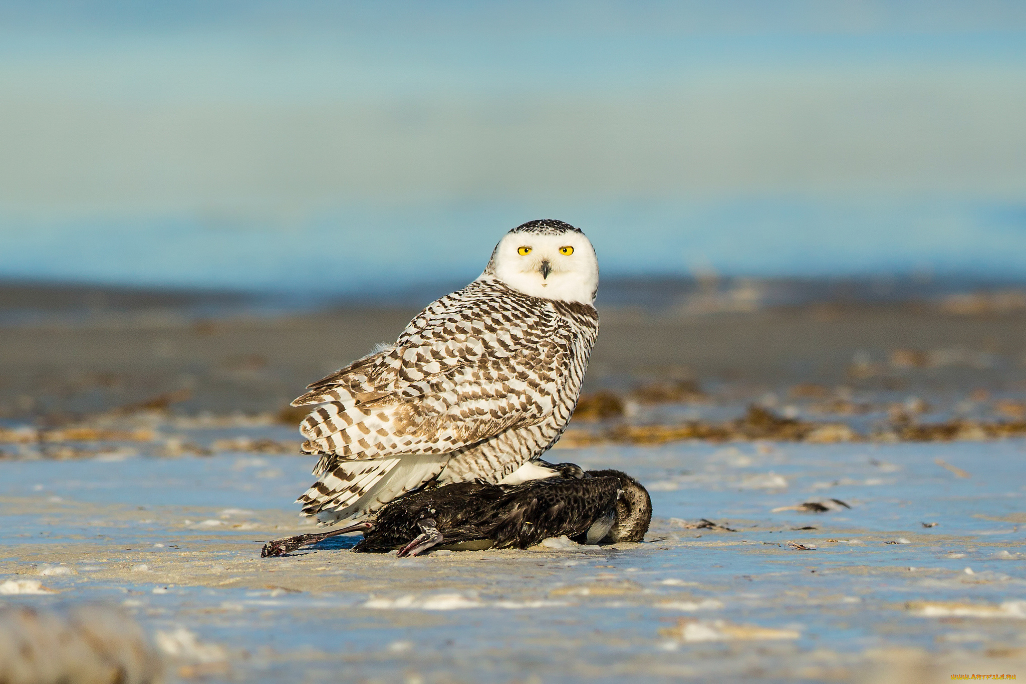 животные, совы, сова, природа, птица, взгляд, добыча