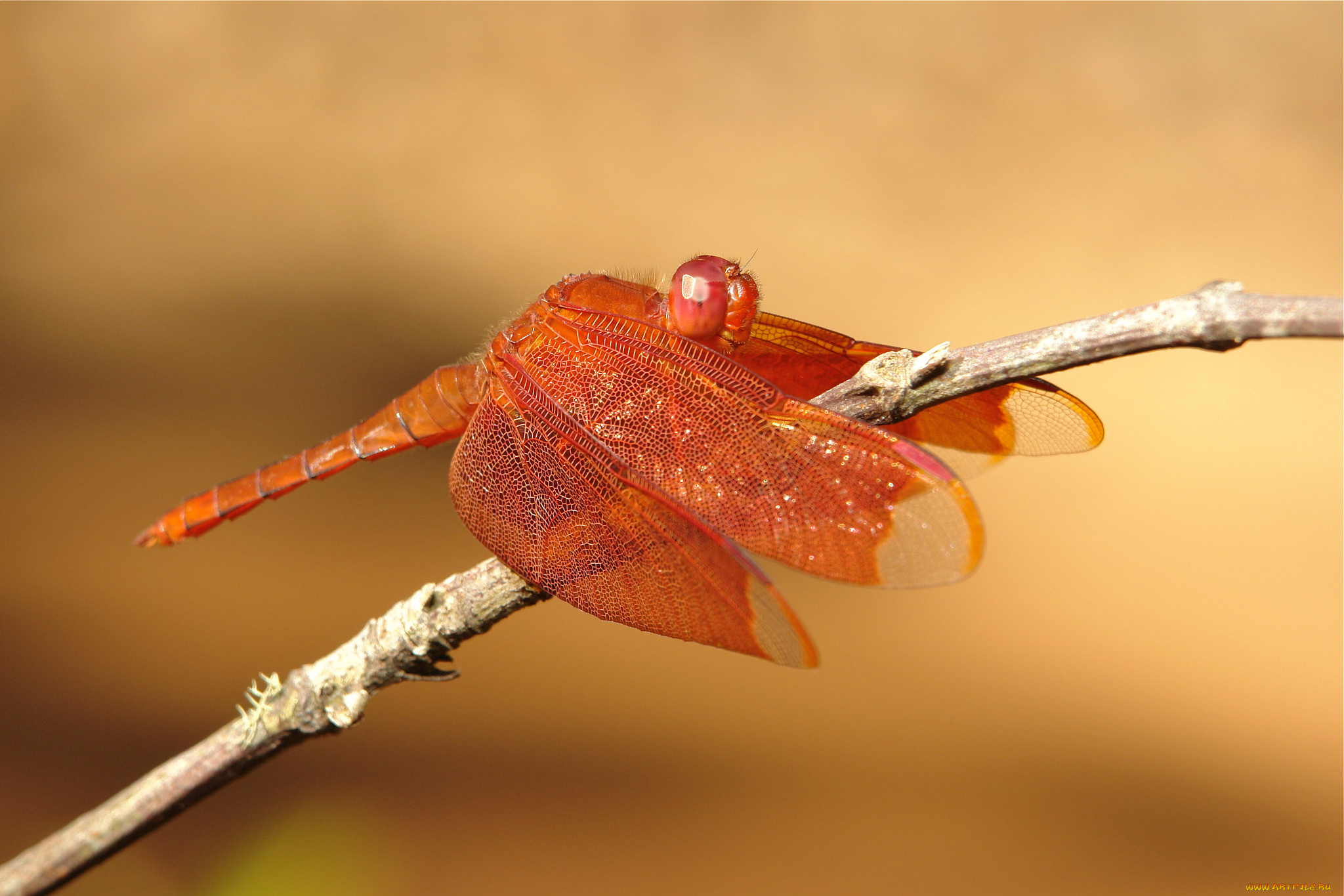 животные, стрекозы, itchydogimages, травинка, стрекоза, макро