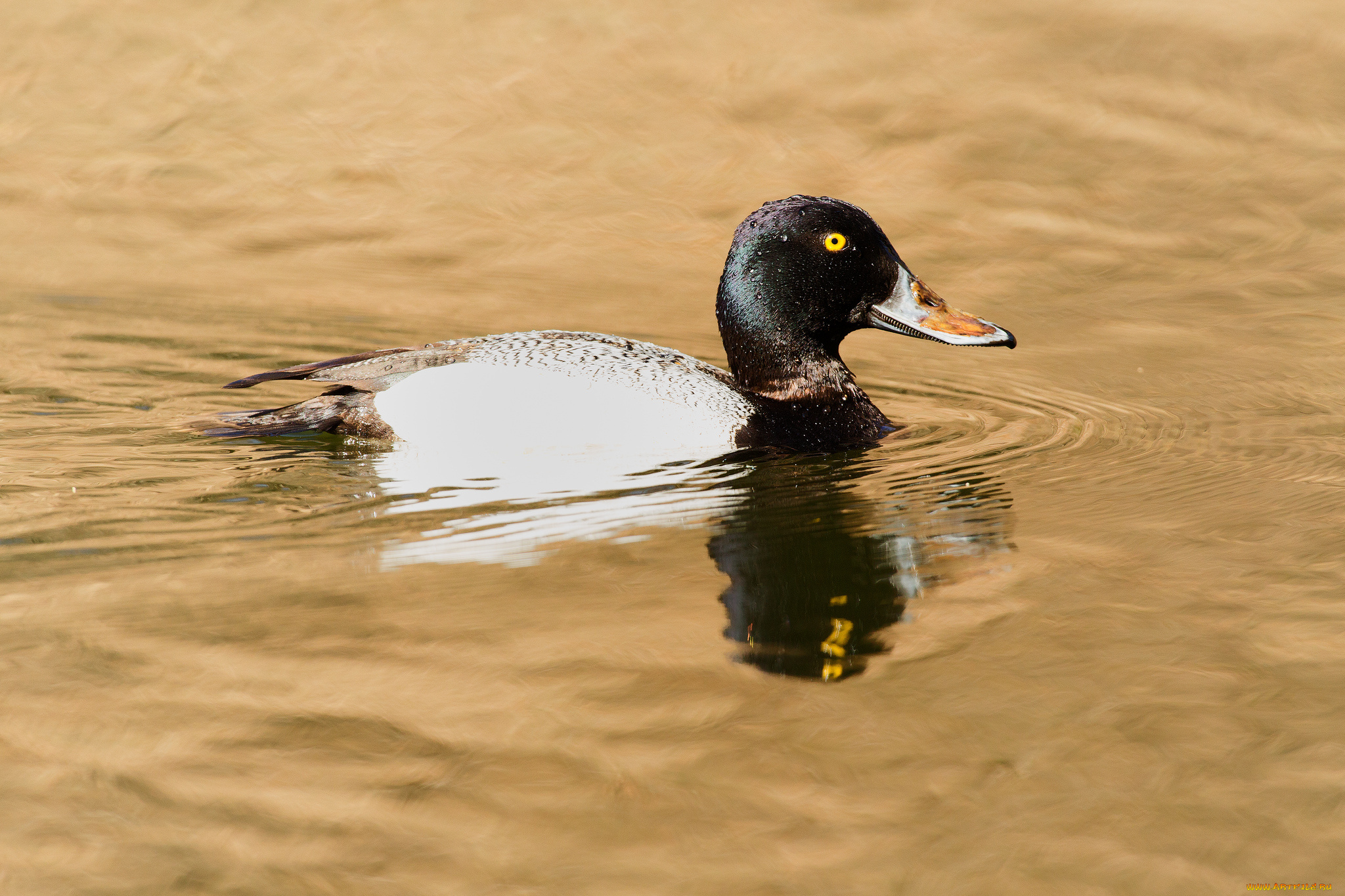 животные, утки, птица, утка, вода, плавает