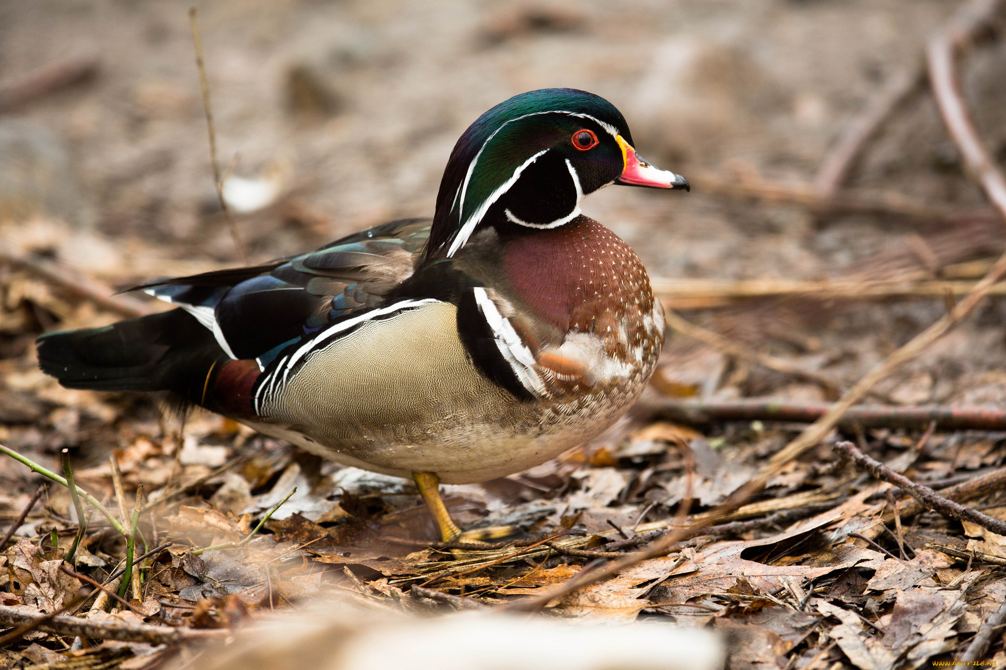 животные, утки, утка, мандаринка, взгляд, осень, листья