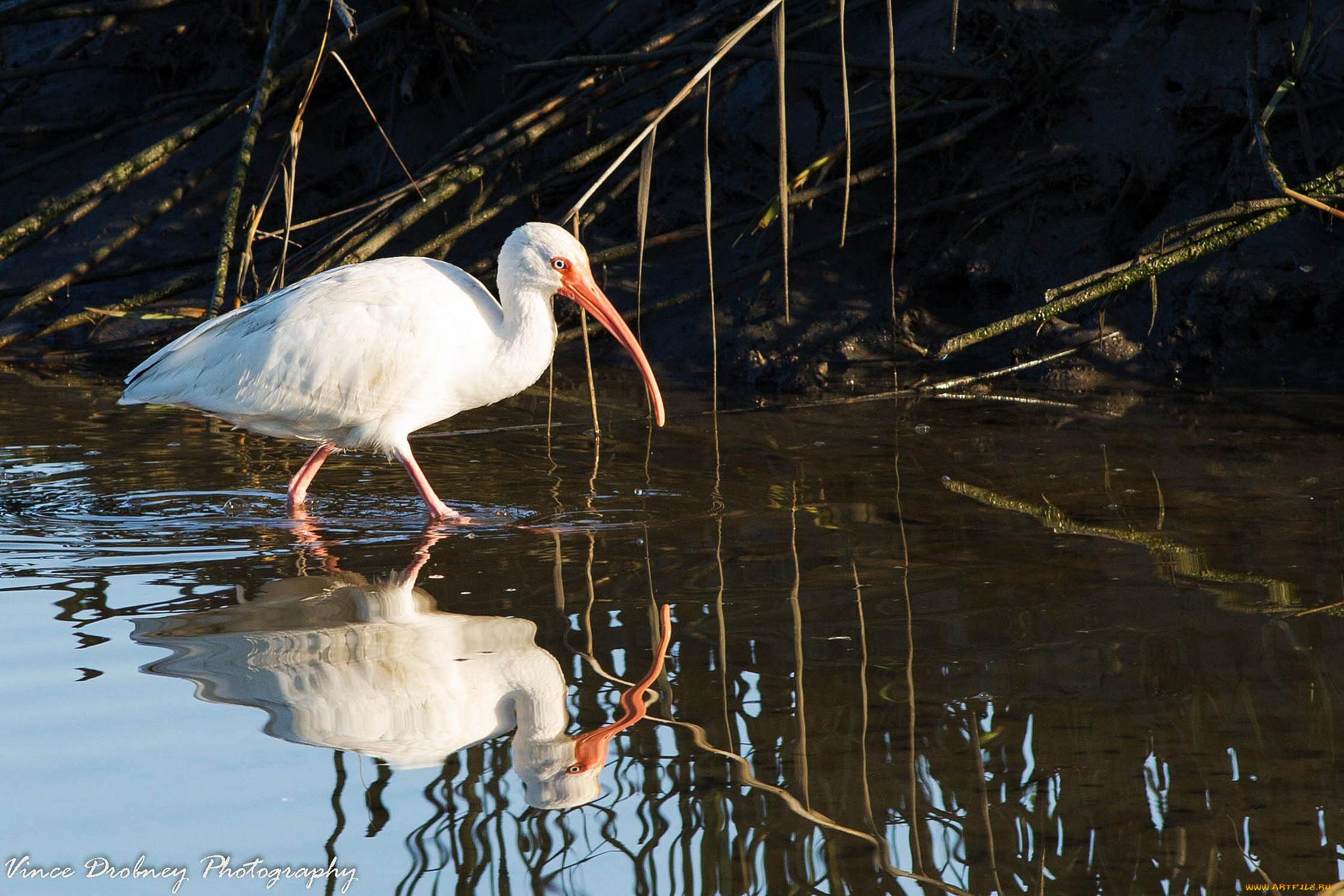 животные, птицы, отражение, вода, белая, птица