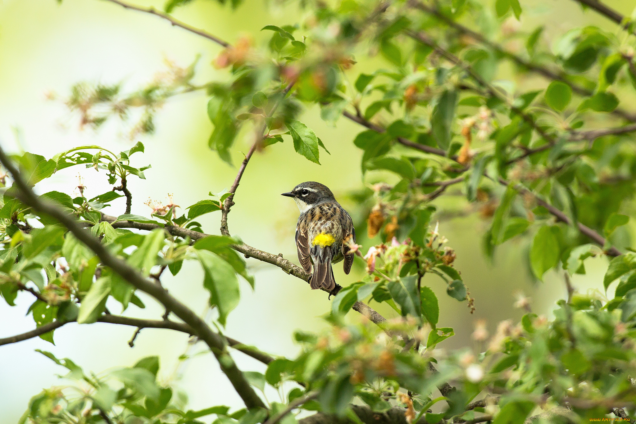 животные, птицы, птица, ветки, листья