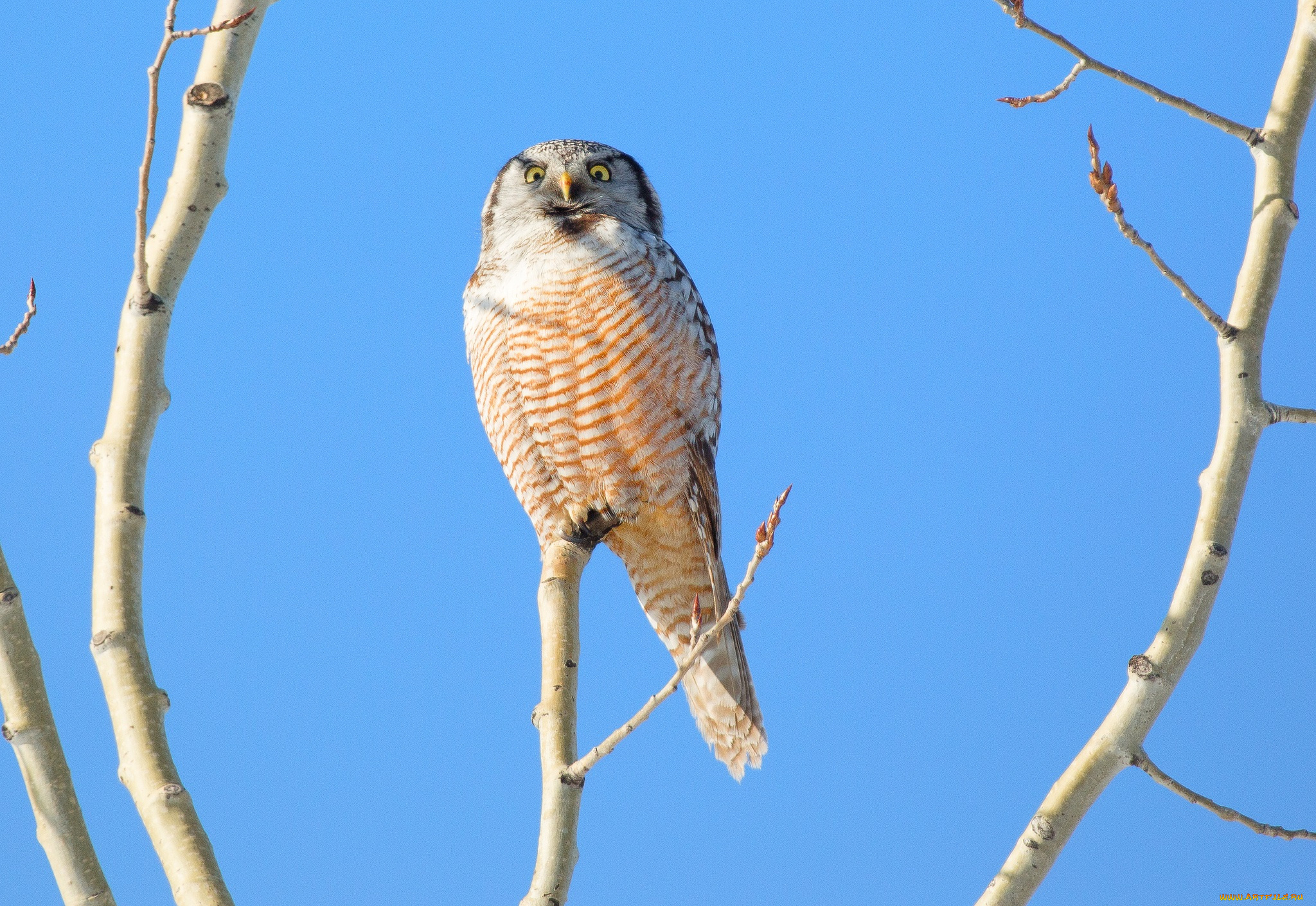 животные, совы, сова, небо, дерево, ветки