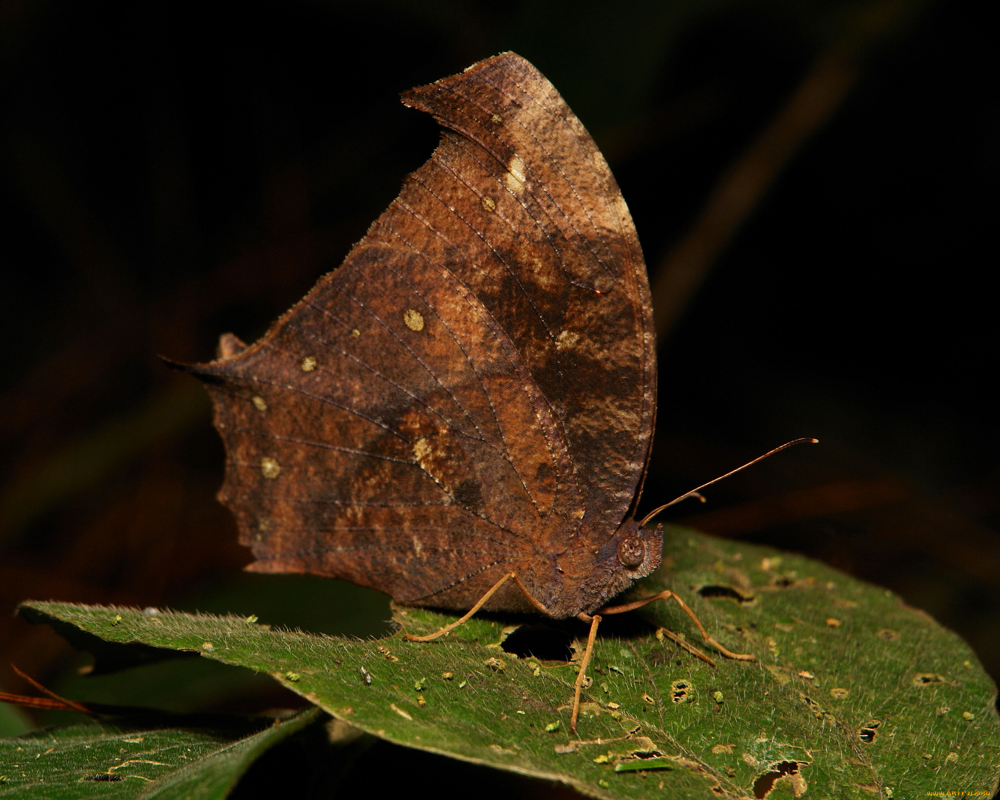 животные, бабочки, , мотыльки, , моли, макро, itchydogimages, крылья, бабочка