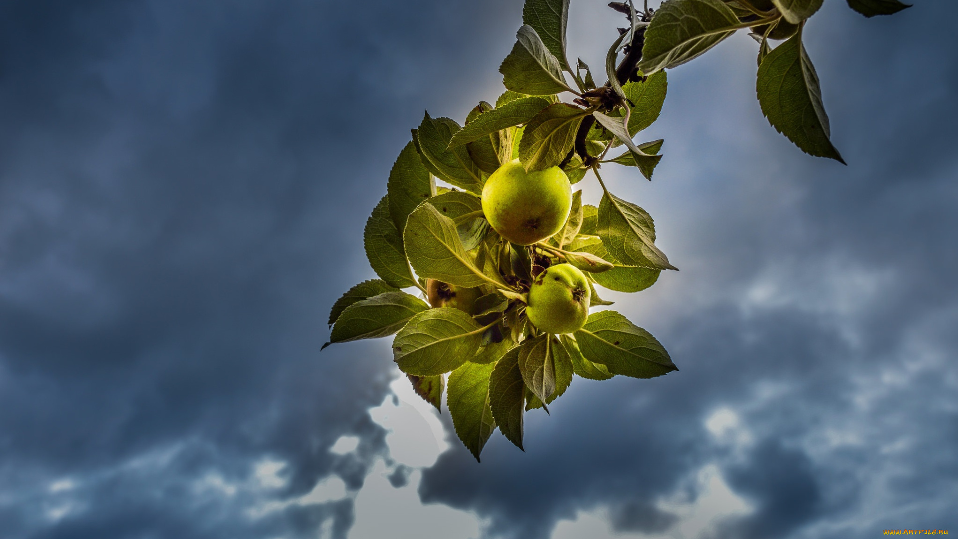 природа, плоды, ветка, яблоко