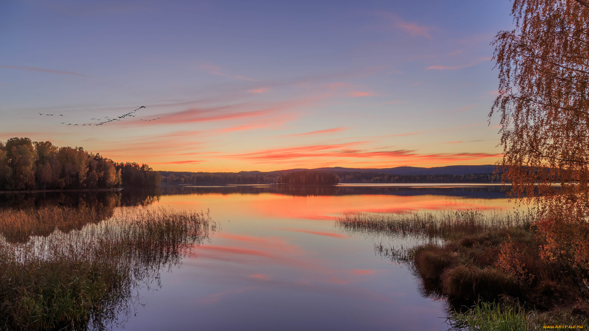природа, реки, озера, лес, река
