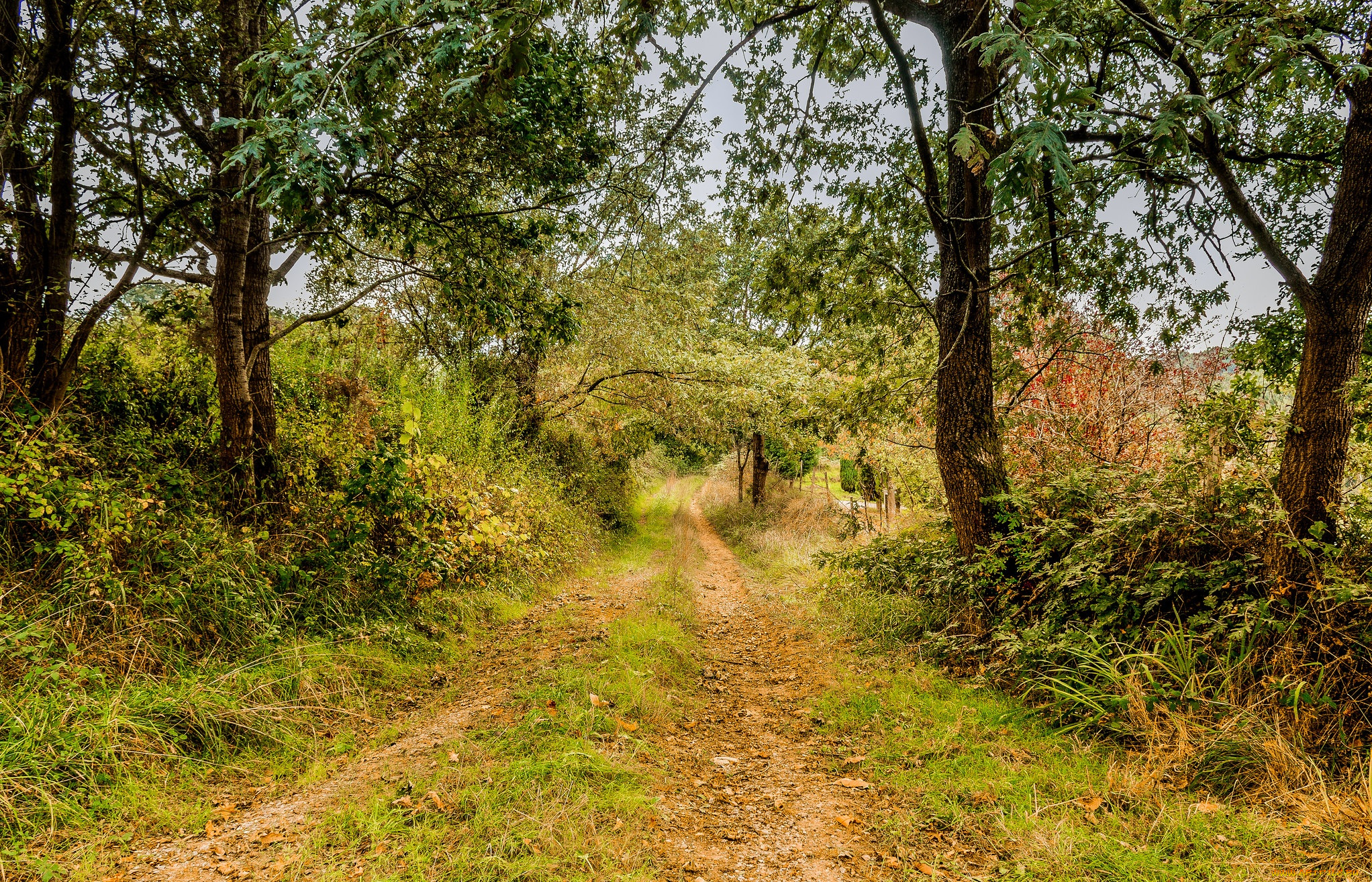 природа, дороги, лес, тракт