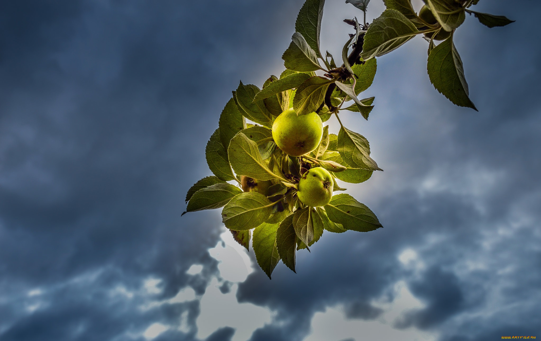 природа, плоды, ветка, яблоко