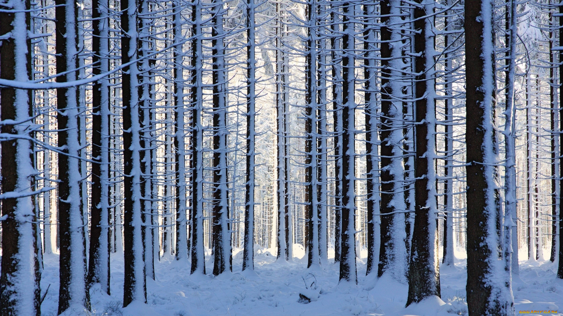 природа, лес, деревья, снег