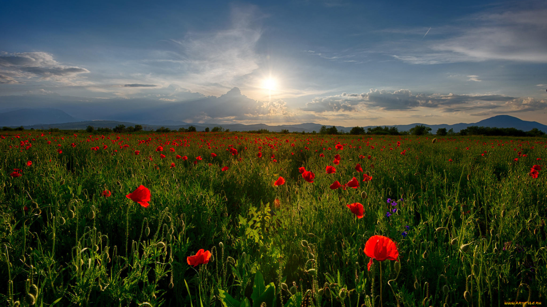 природа, поля, вечер, солнце, цветы, маки, поле