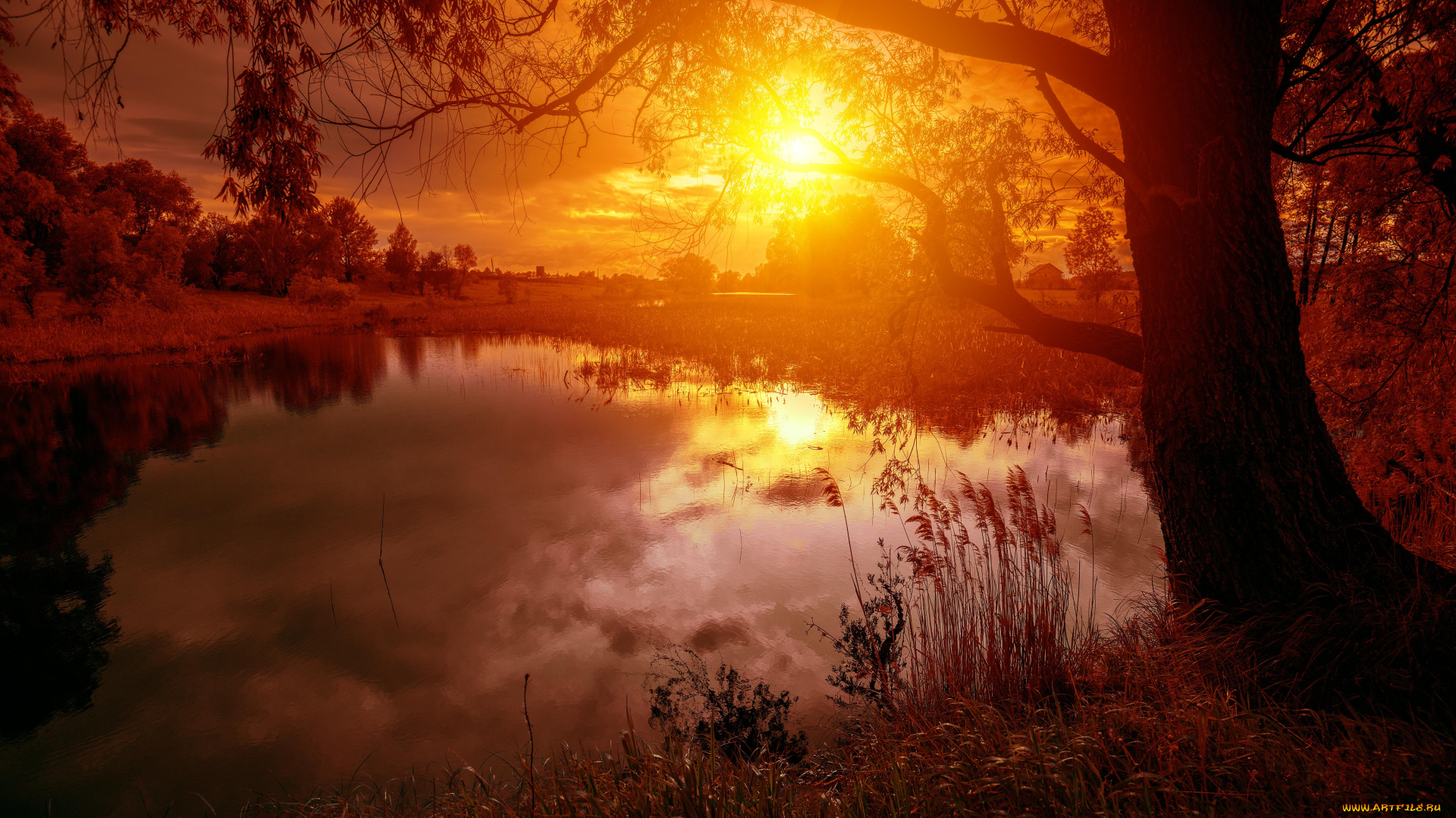 природа, восходы, закаты, солнце, деревья, пруд, озеро, закат, расвет