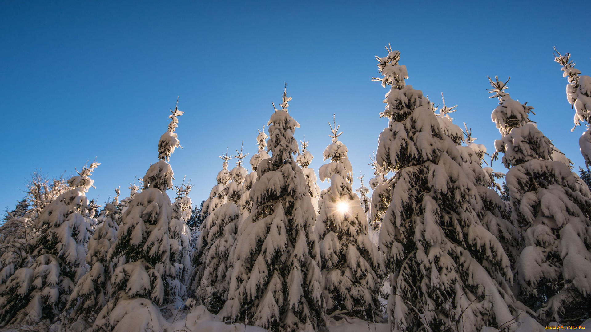 природа, зима, деревья