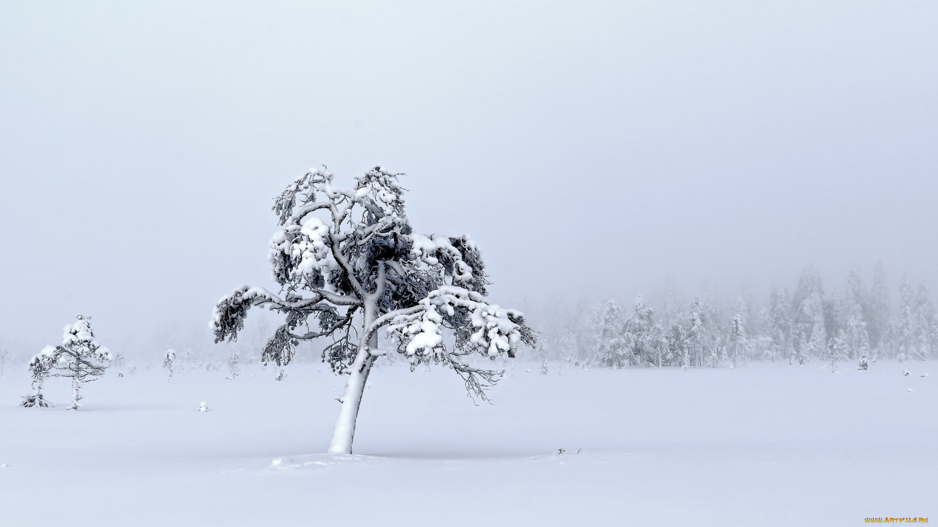 природа, зима, снег, поле, дерево