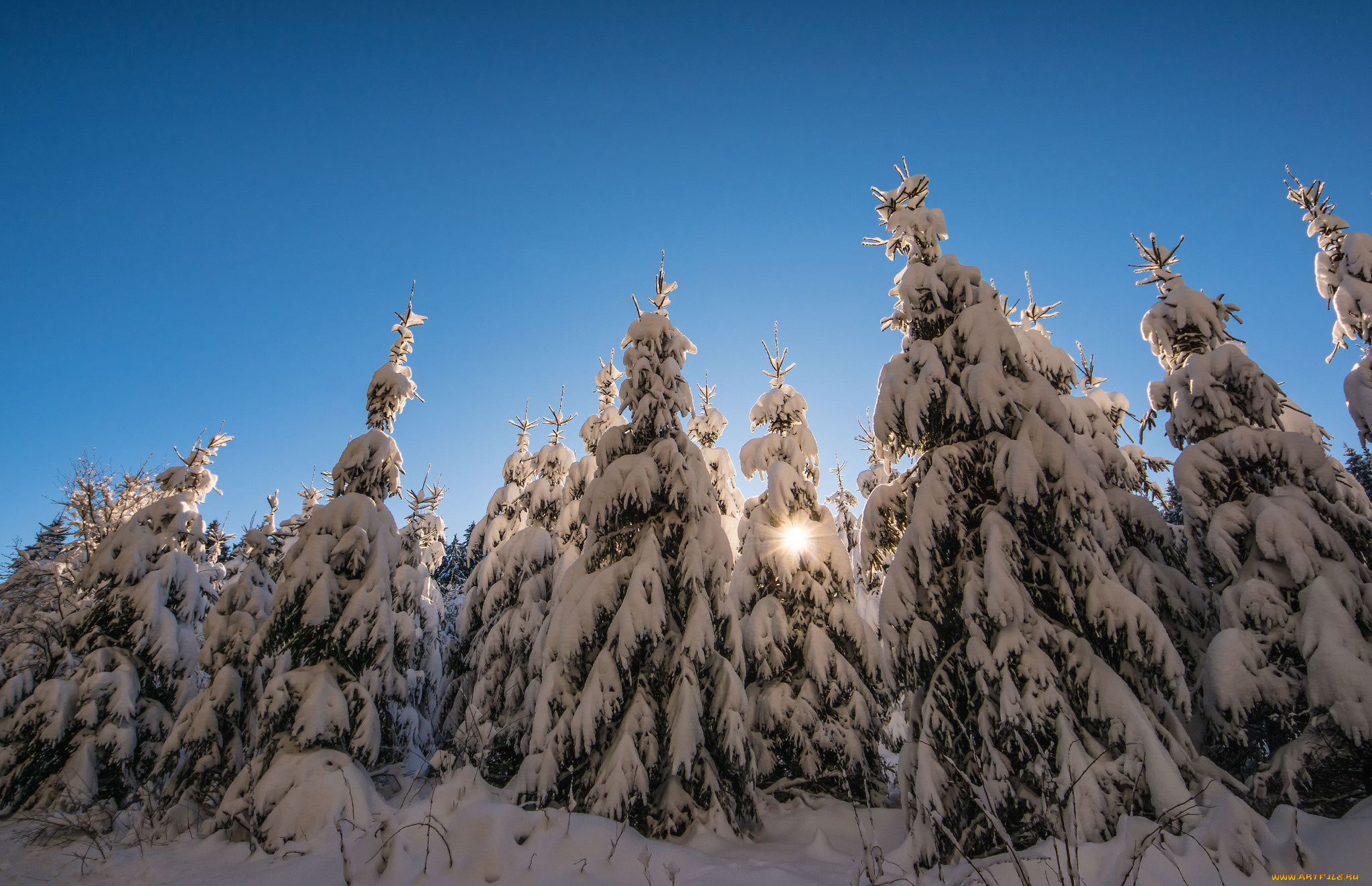 природа, зима, деревья