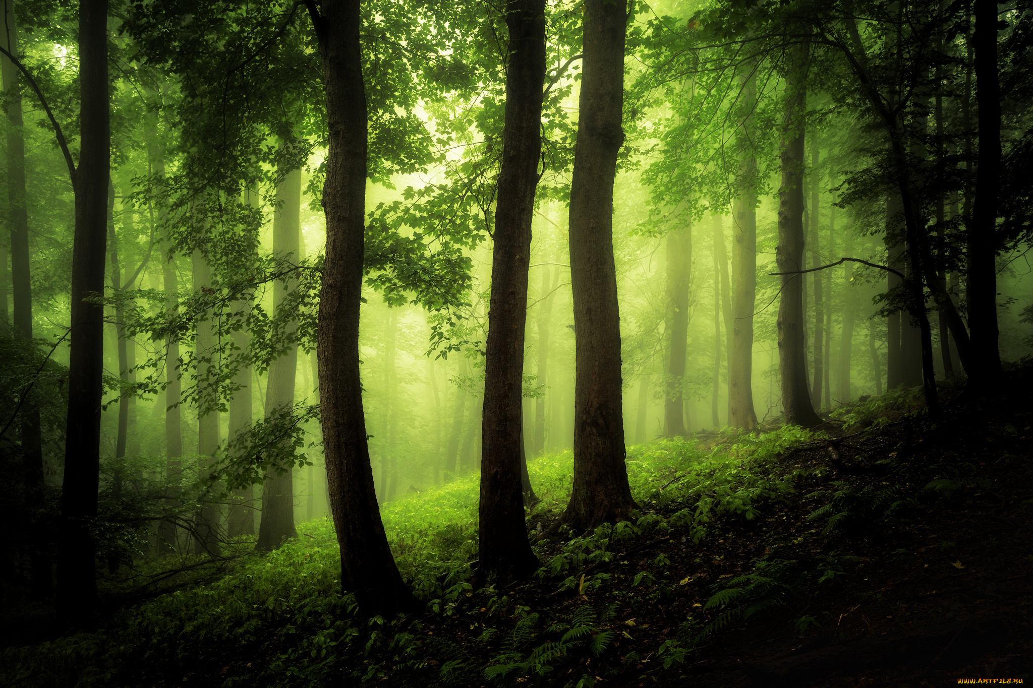 природа, лес, туман