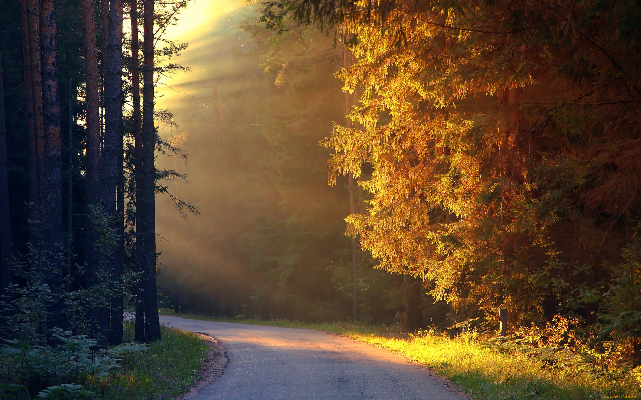 природа, дороги, light, forest, path